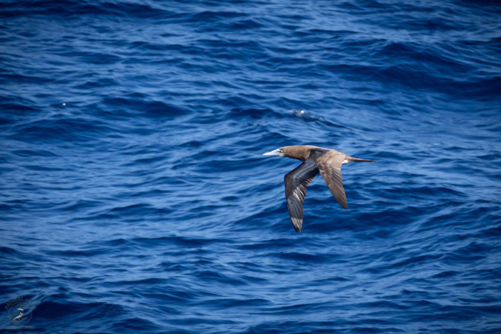 Brown Booby ~ (Sula leucogaster) a large, powerful seabird found in tropical and subtropical oceans around the world. It’s easily identified by its sharp contrast in coloration: dark brown head, chest, and upperparts paired with a clean white belly a