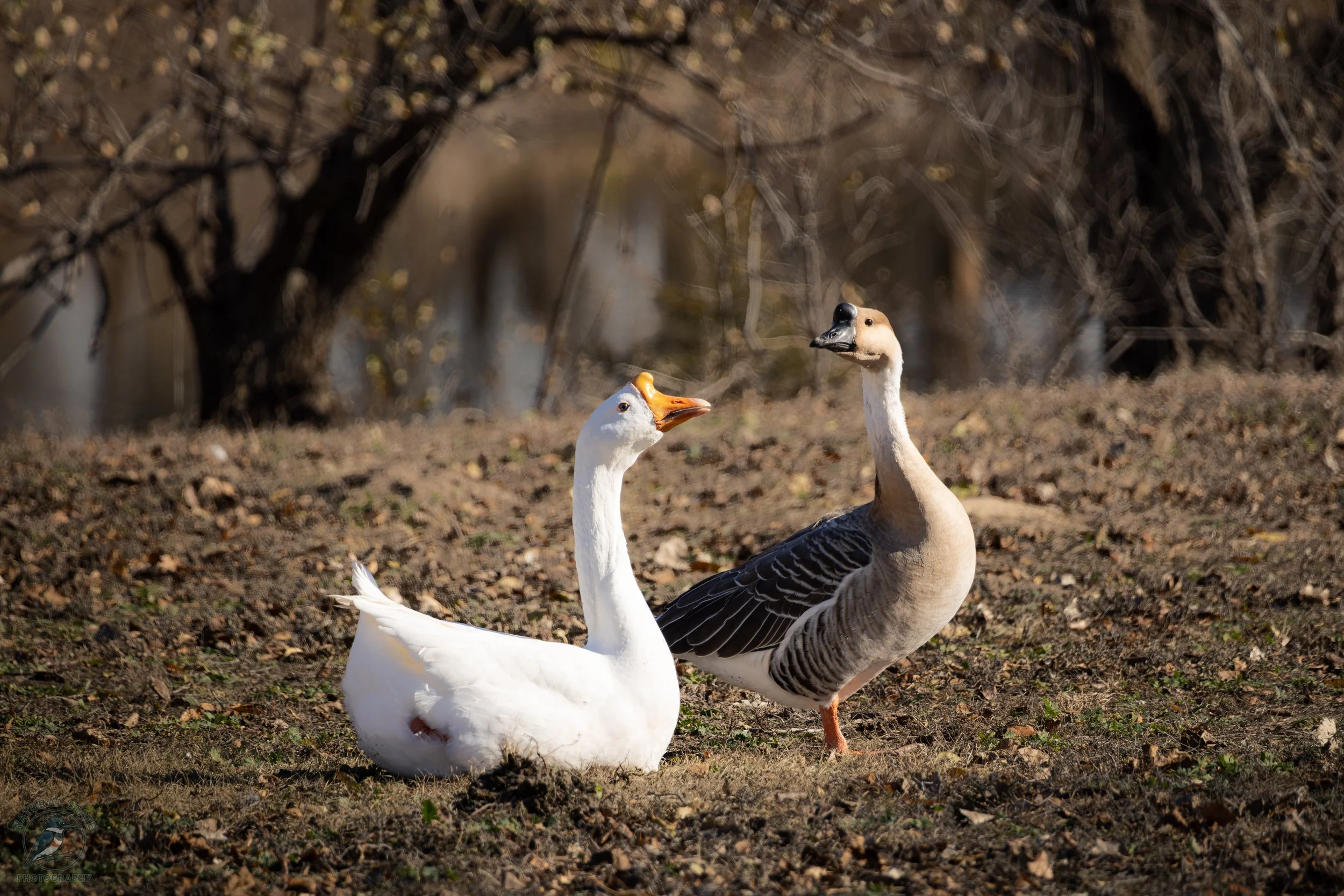Wichita's Wild Side: A Nature &amp; Wildlife Photography Guide