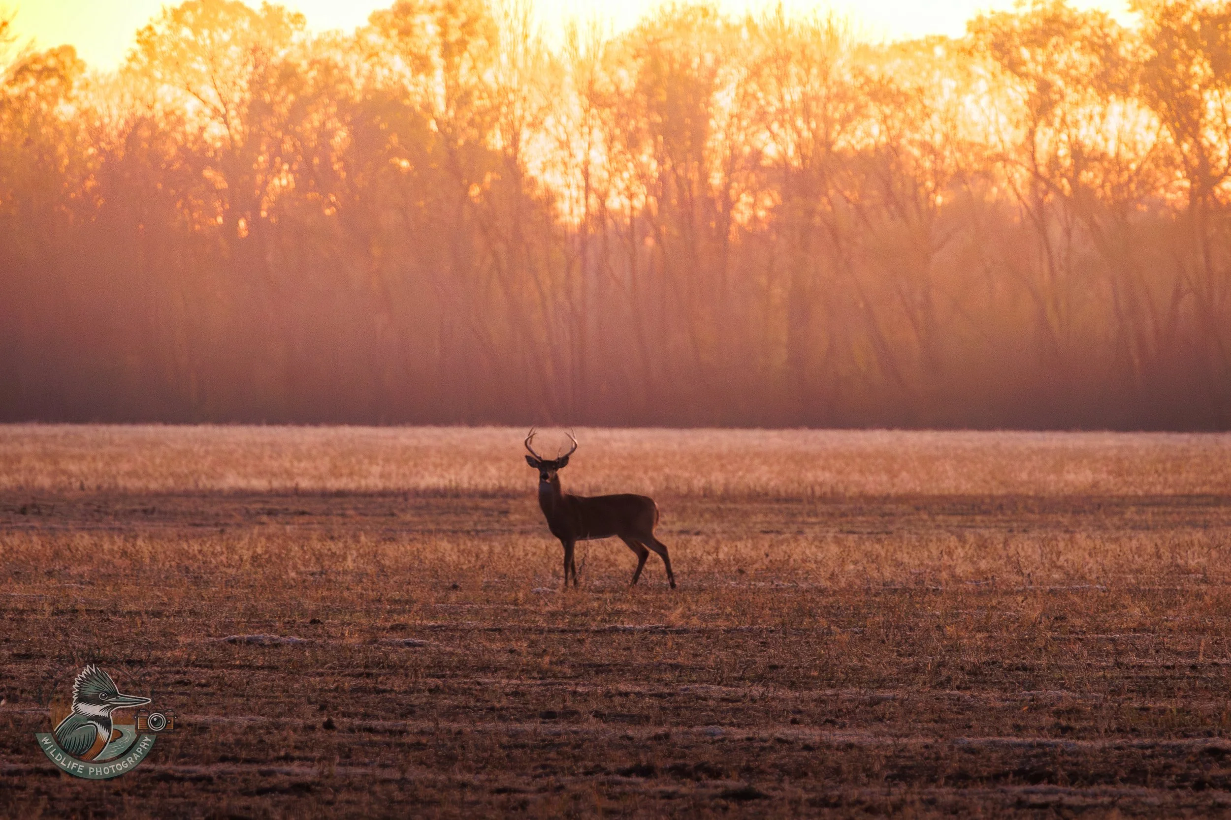 A deer standing in a field at sunset with a background of trees illuminated by the orange glow of the setting sun.