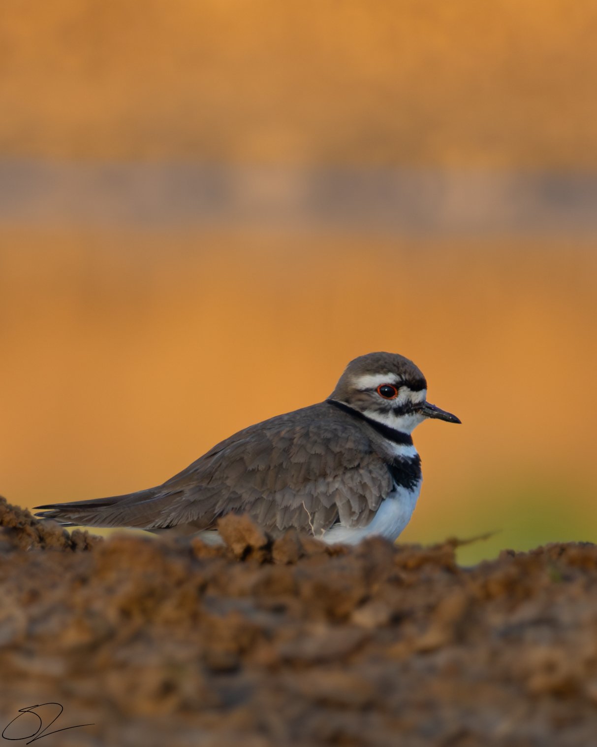 Killdeer