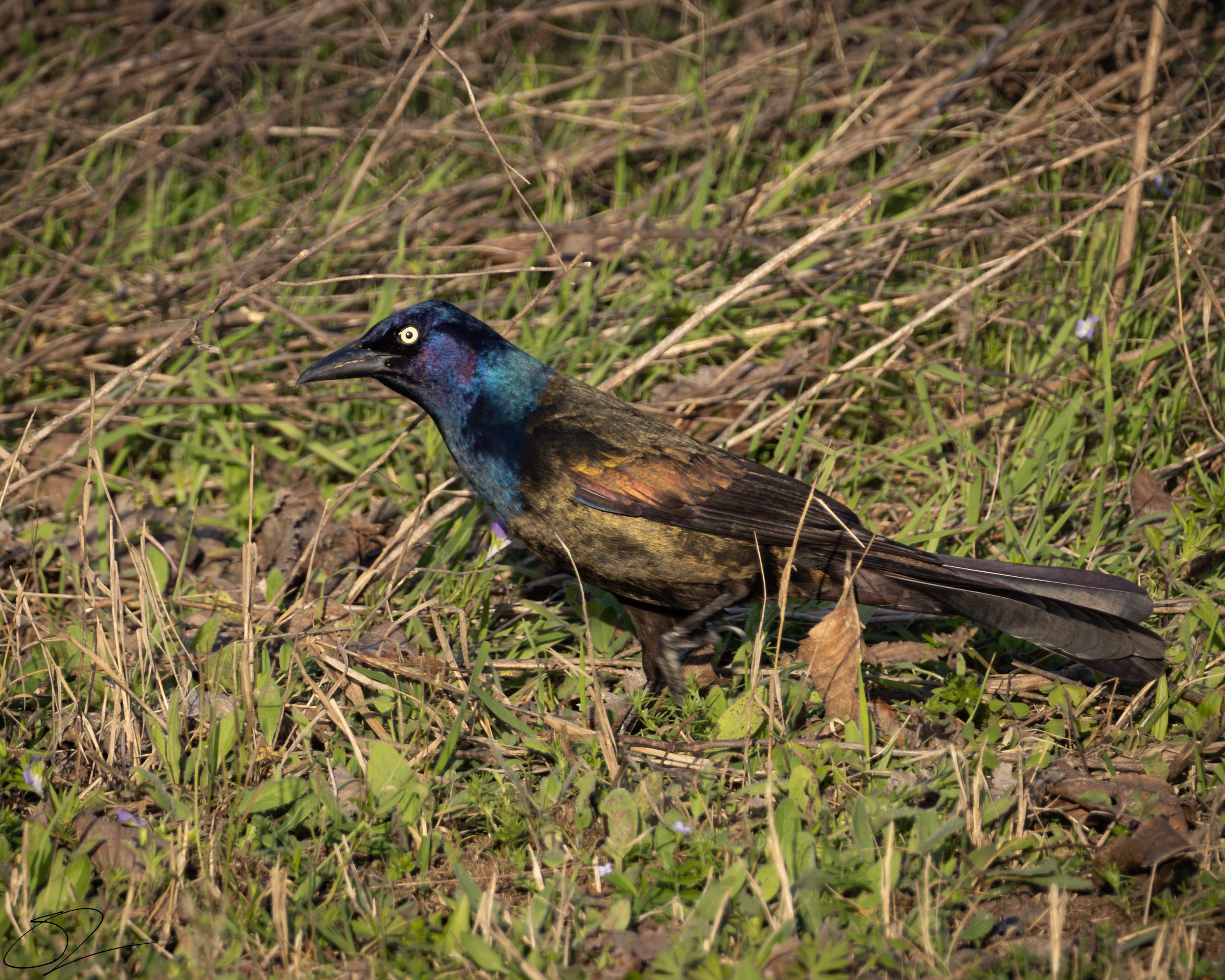 Common Grackle