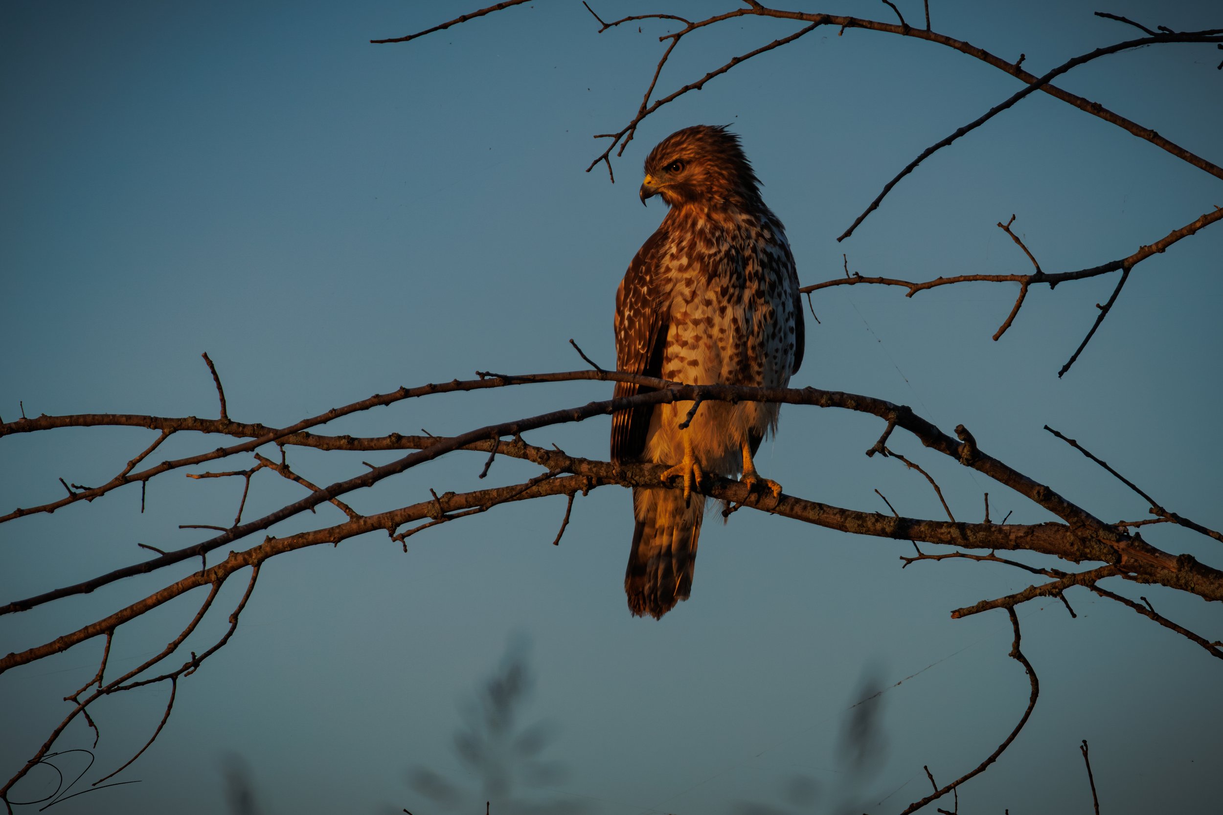 Red-shouldered Hawk ~ (Buteo lineatus) is a medium-sized bird of prey found in forests, wetlands, and wooded suburbs across eastern and western North America. It has a striking appearance with reddish-brown shoulders, a barred chest, and black-and-wh