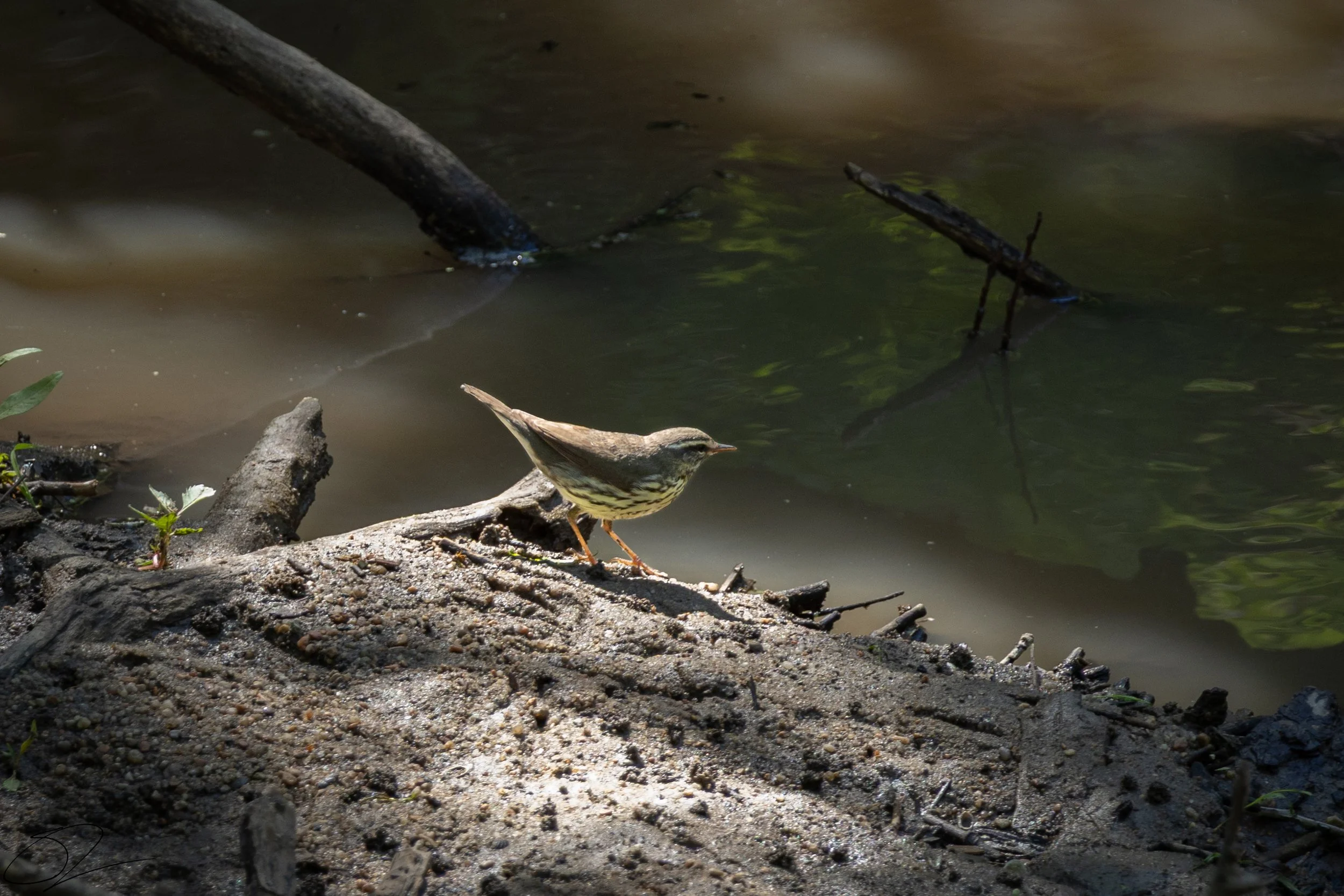 Louisiana Waterthrush~ (Parkesia motacilla) is a large, stream-loving warbler found in mature forests with clean, flowing water. It has brown upperparts, a bright white underside with light streaking on the chest, and a bold white eyebrow stripe that
