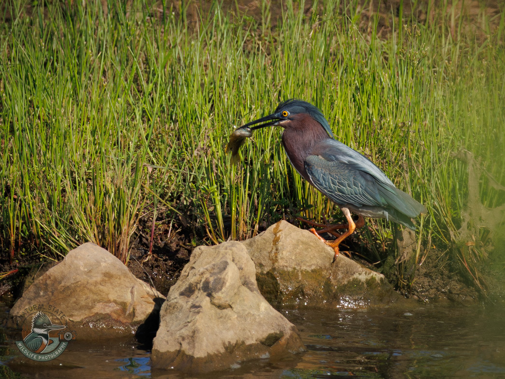 Green Heron ~ (Butorides virescens) is a small, compact heron known for its striking, colorful plumage. It has dark greenish-black upperparts, a chestnut-brown body, and a yellowish-green neck. Its small size, compared to other herons, and its short,