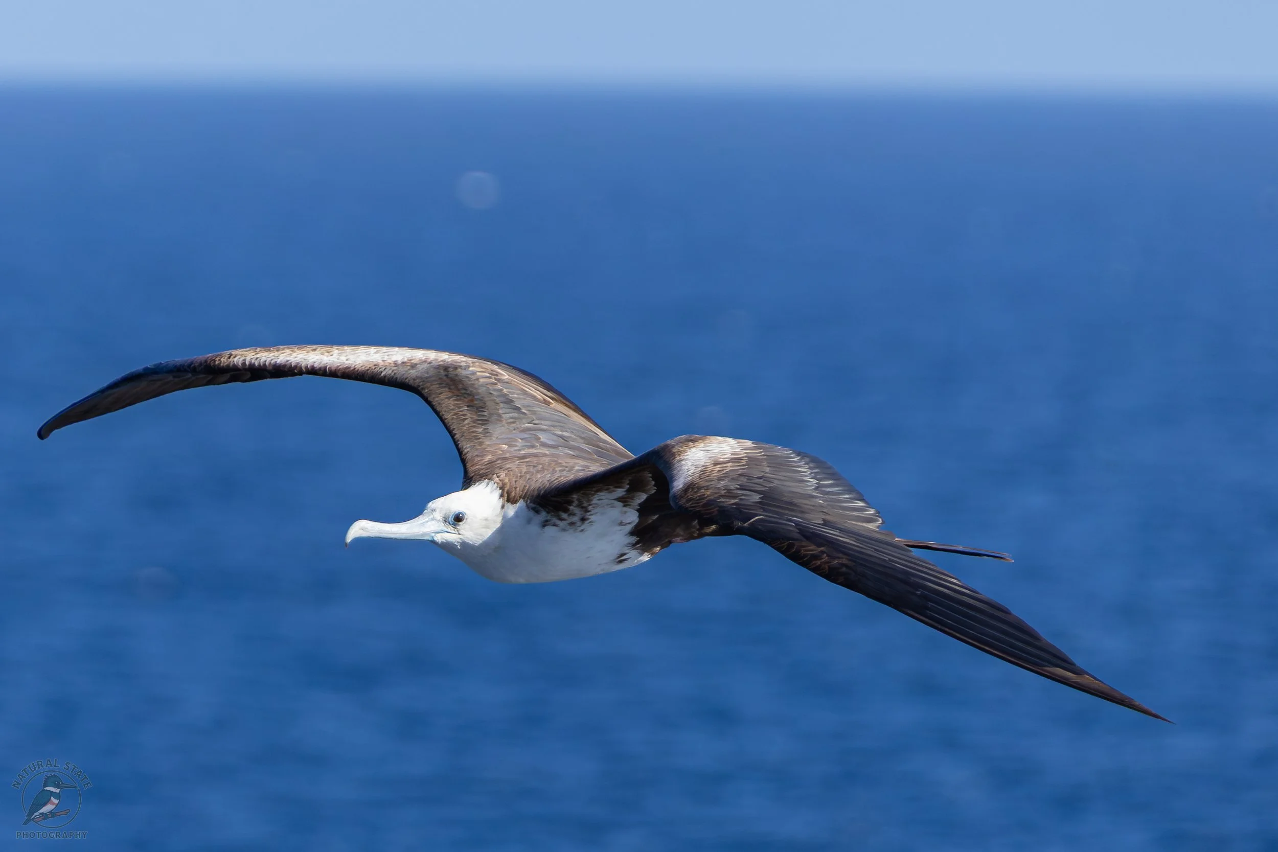 Magnificent Frigatebird ~ (Fregata magnificens) is an impressive tropical seabird best known for its huge wingspan—often over 7 feet—and its effortless soaring flight. It has long, narrow wings, a deeply forked tail, and an overall black appearance. 