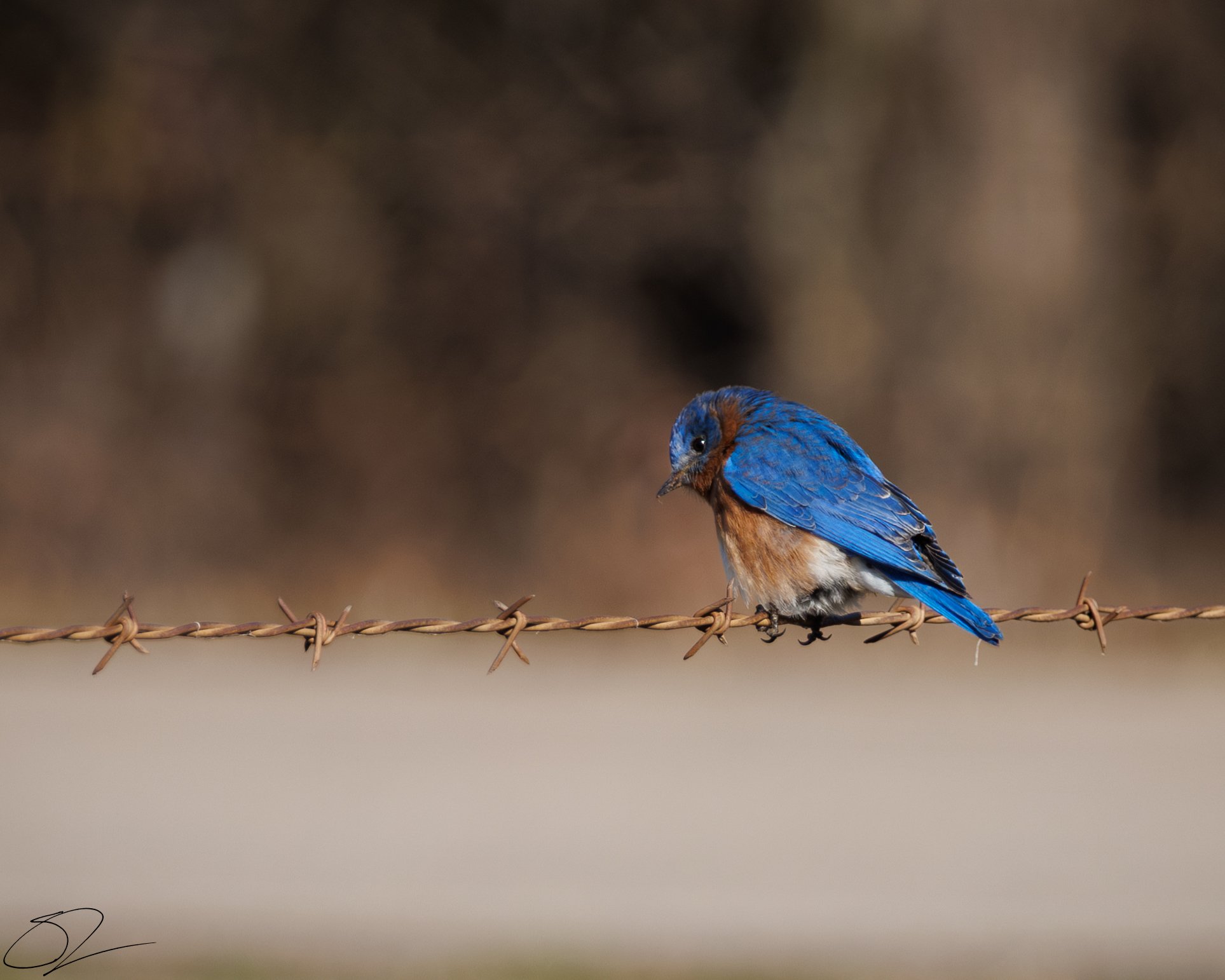 Eastern Bluebird ~ (Sialia sialis) is a small, brightly colored thrush found in open woodlands, meadows, and farmlands across eastern North America. Males have vivid blue plumage with a rusty-orange chest, while females are more muted with grayish-bl