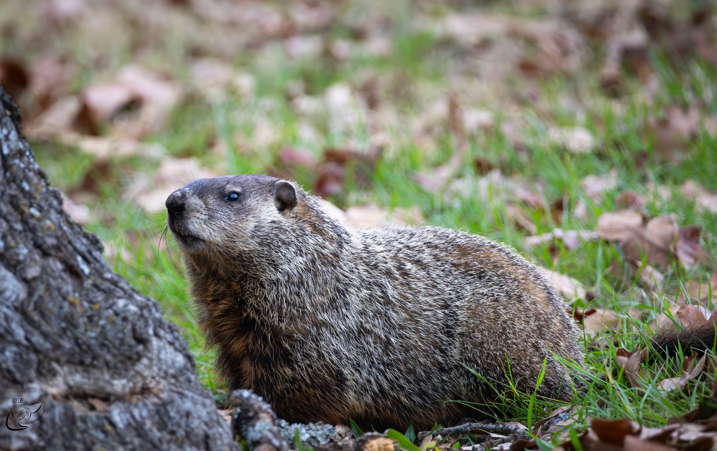 The Groundhog (Marmota monax), also known as a woodchuck, is a large rodent native to North America. It has a stout body covered in coarse brown fur, measuring about 16-27 inches long and weighing 4-14 pounds. Groundhogs are skilled burrowers, creati