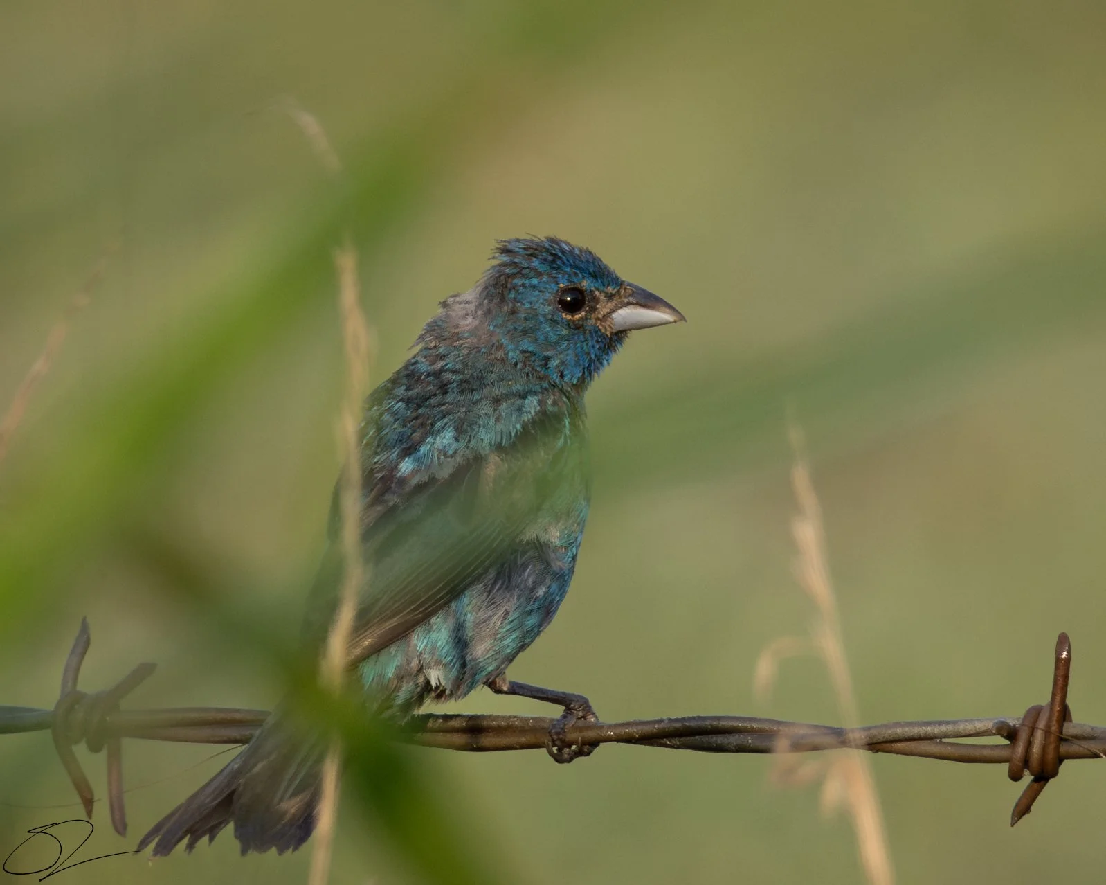 A colorful bird with blue and green feathers perched on a wire with a blurred green background.