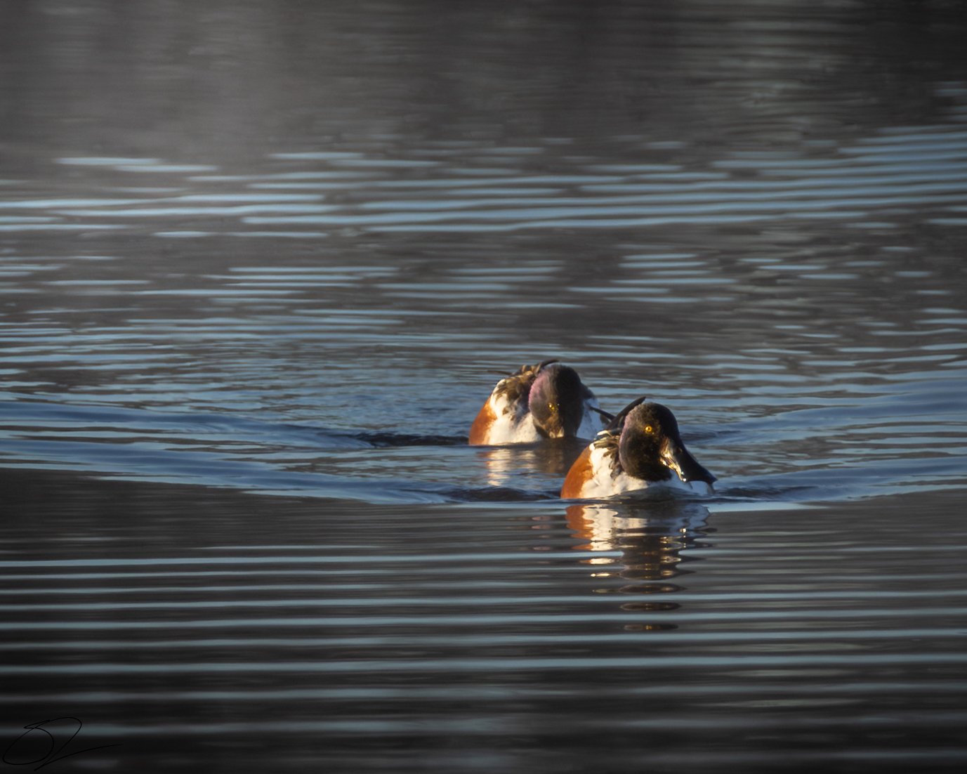 Northern Shoveler Drakes