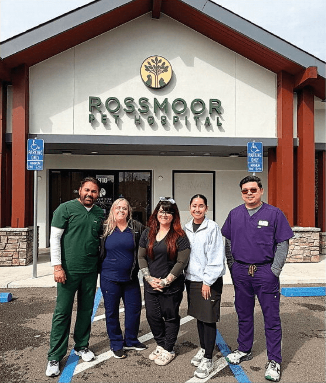 Interview: Rossmoor Pet Hospital