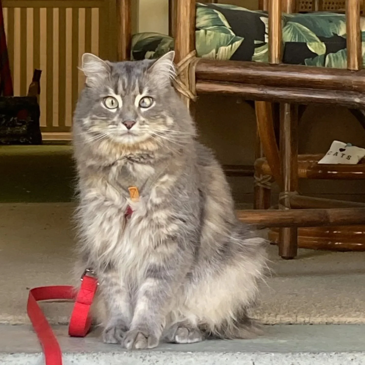 *Train your kitty for adventures in a harness! We love the Outdoor Bengal harness for our purr baby, Una. It's a very smart design - easy to put over her head and adjust for a snug fit. No harness is escape proof for cats but this is by far the best 