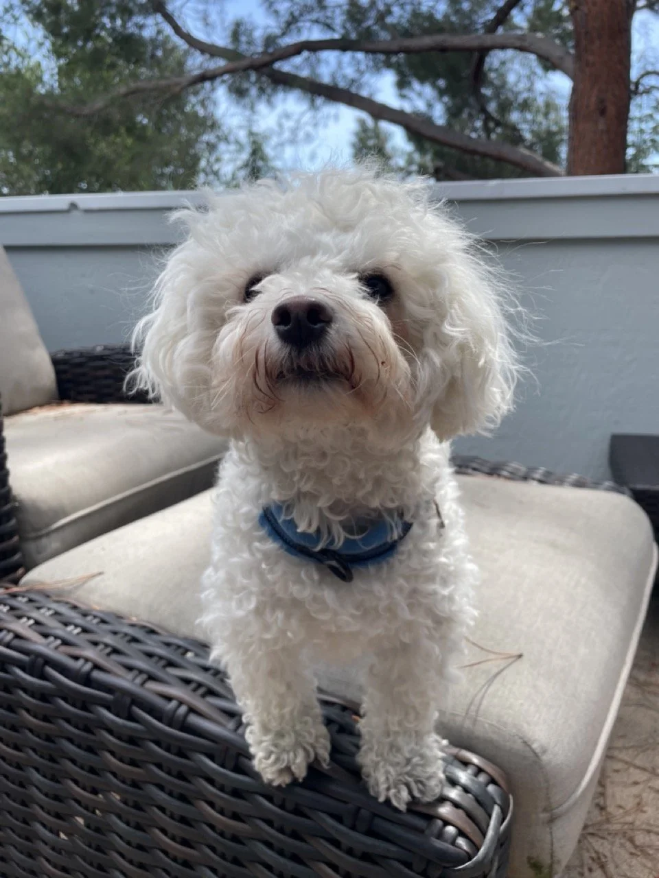 white bichon frise poodle mix pup standing and looking at the camera