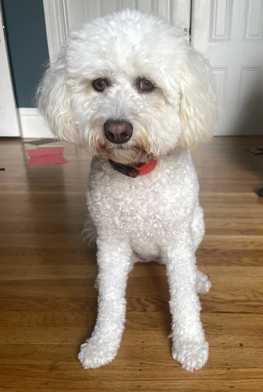 White poodle mix sitting and looking into the camera