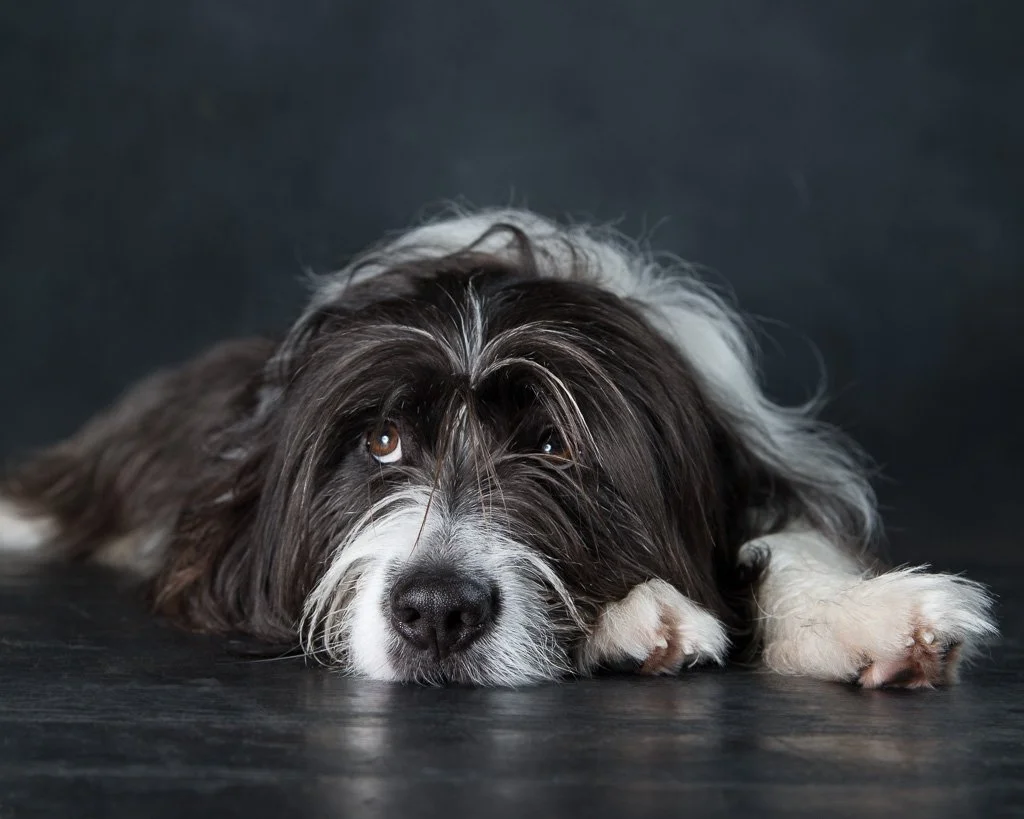 Winter Blues Got You and Your Pet?