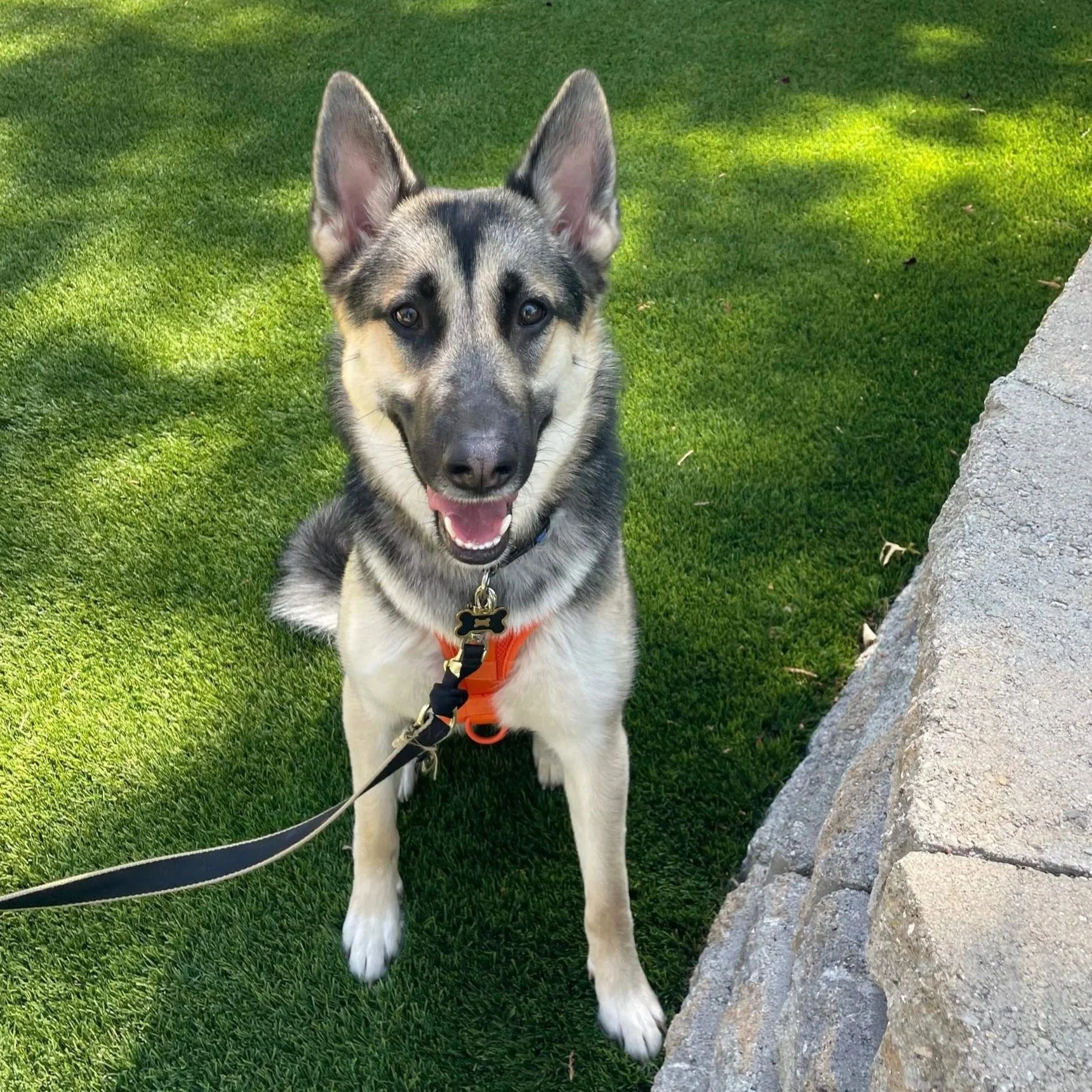 Adolescent German Shepherd Dog sitting on turf grass and looking up at the camera and smiling.