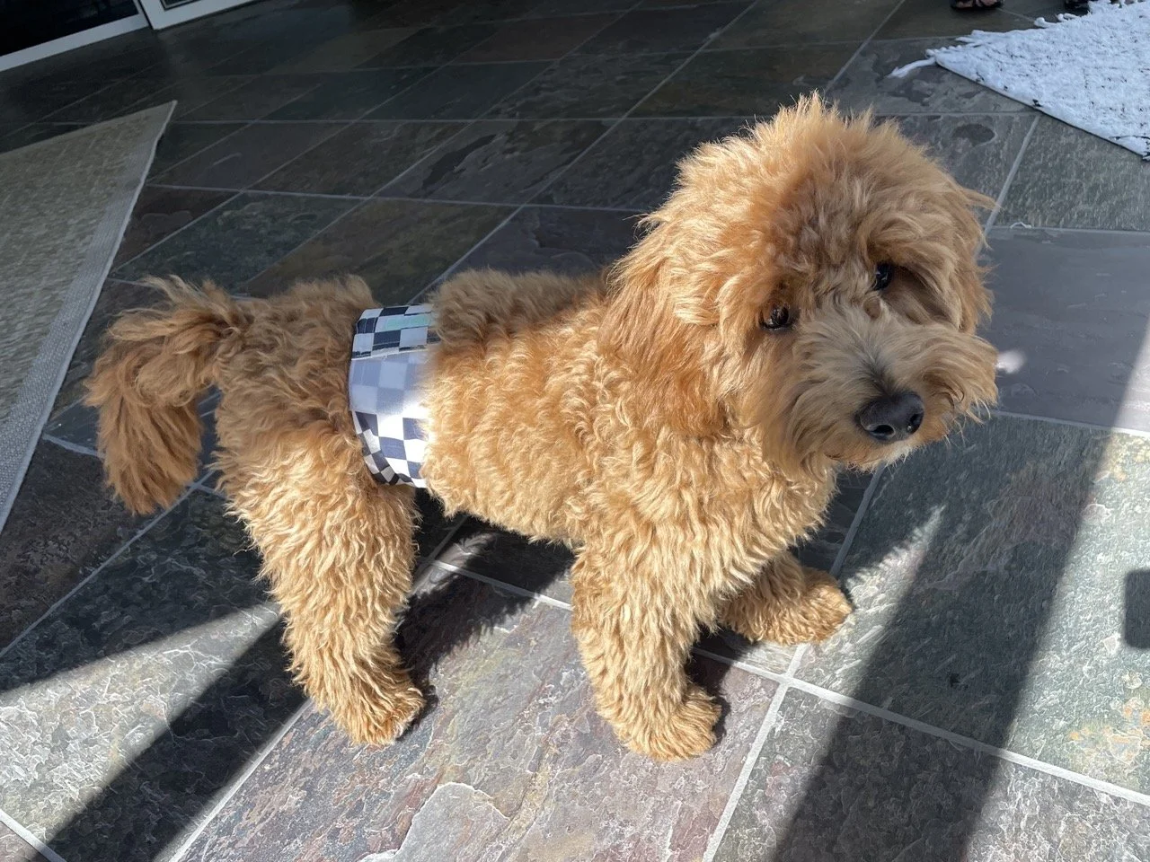 Goldendoodle puppy  standing and looking at the camera in a checked belly band