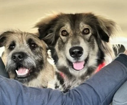 Two happy dogs smiling with mouths open and tongues showing
