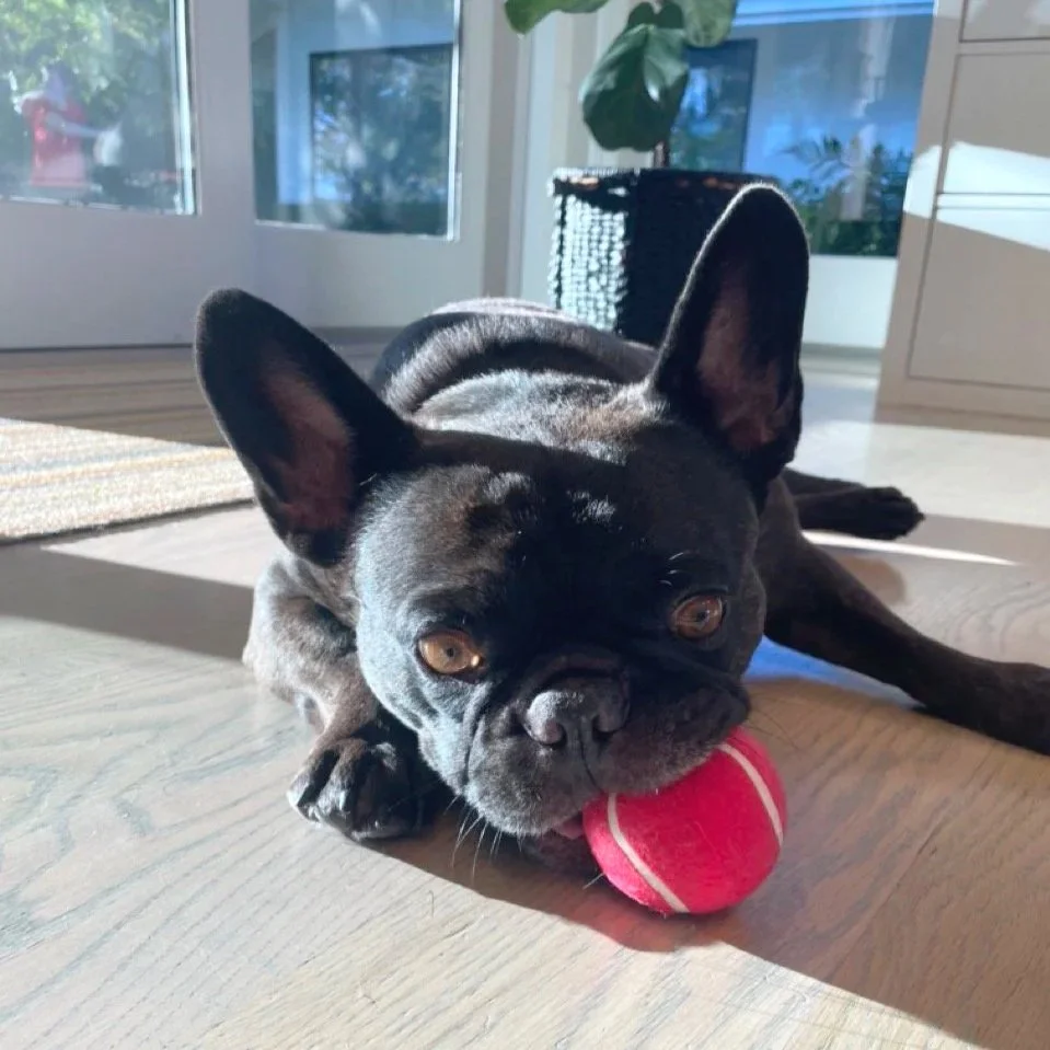 A black French Bulldog lying on a wooden floor, holding a red tennis ball in its mouth, in a sunlit room with large windows and indoor plants.