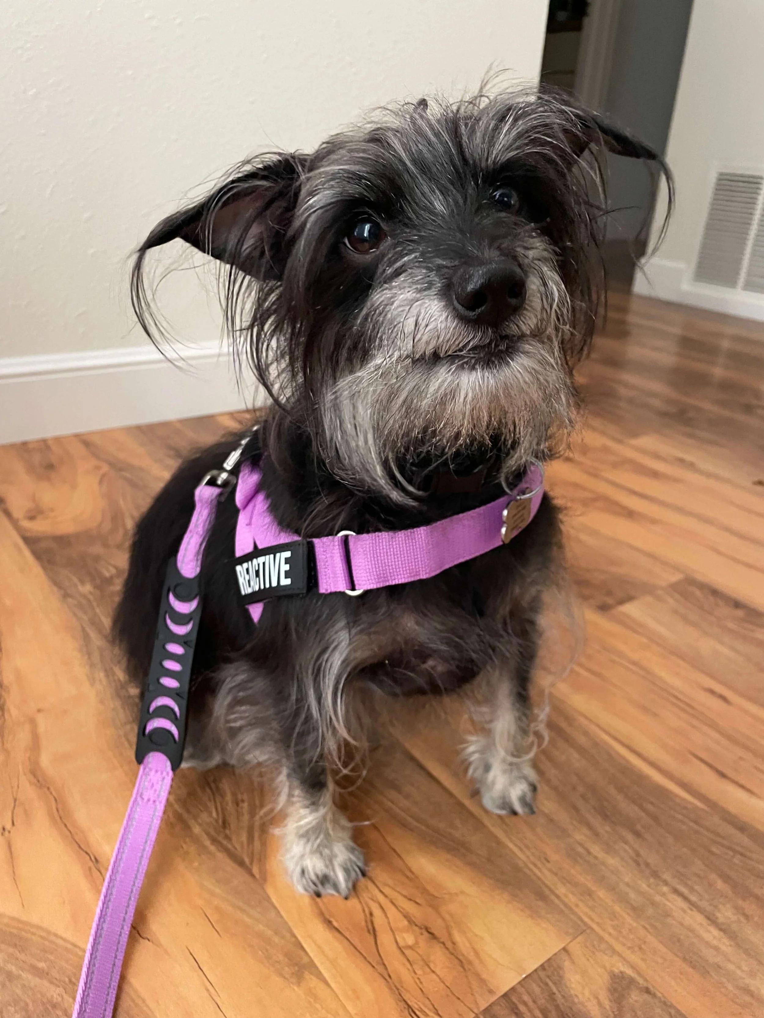 *Luna is wearing the Dog Friendly Co harness with a "Reactive" patch. This is a well-fitting harness that is easy to slip on over the head. It is well-made and customizable with patches for your dog's name or things like, "In Training" or "Do Not Pet