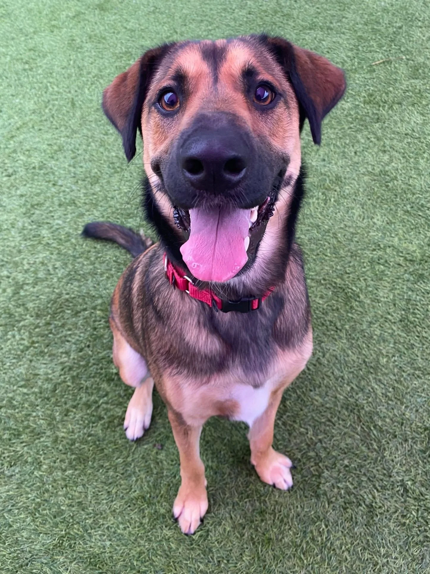 Maya, a German Shepherd/Plott Hound mix dog, sitting and smiling at the camera with her tongue hanging out.