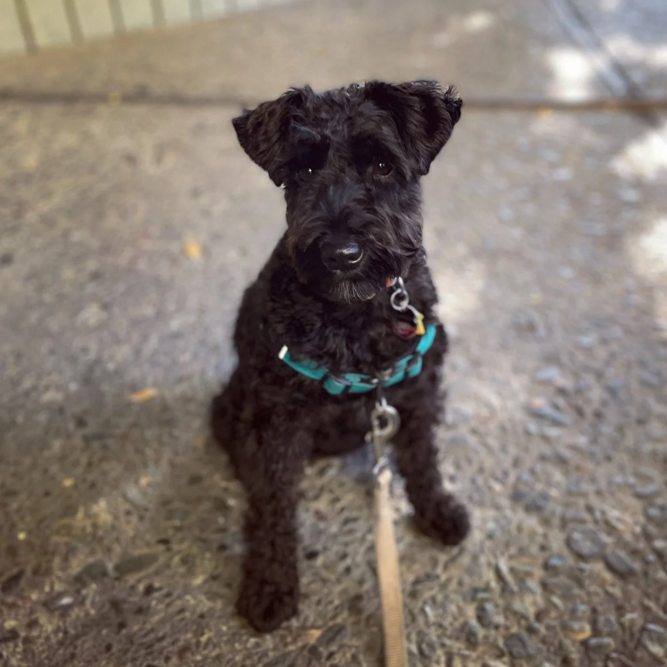 Black mini-schnauzer working on kong in a carrier underneath an airplane seat