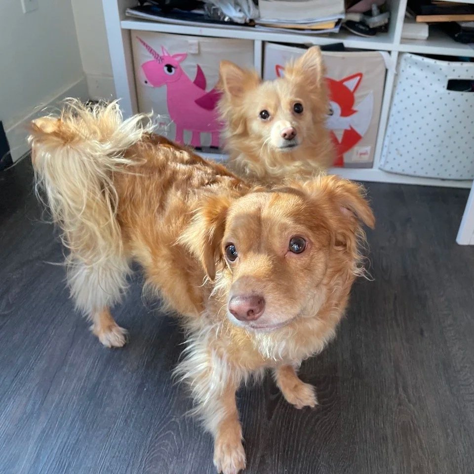 Two small, fluffy, golden dogs standing indoors on a dark wooden floor and looking up at the camera. In the background are storage bins featuring cute animal designs.