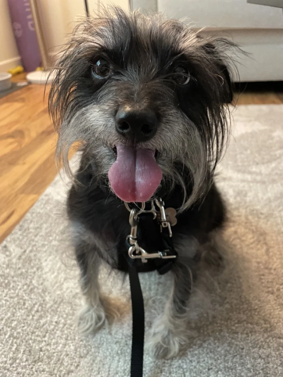 Black mini schnauzer and chihuahua mix dog, lying on the carpet, looking up at the camera