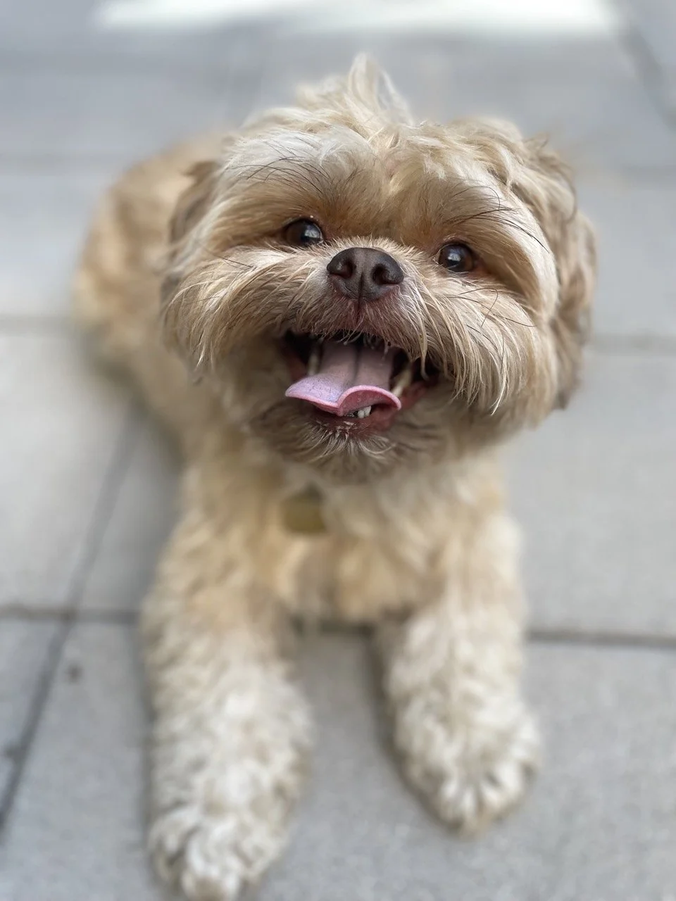 Blonde Shih Tzu, in a down position facing and smiling at the camera