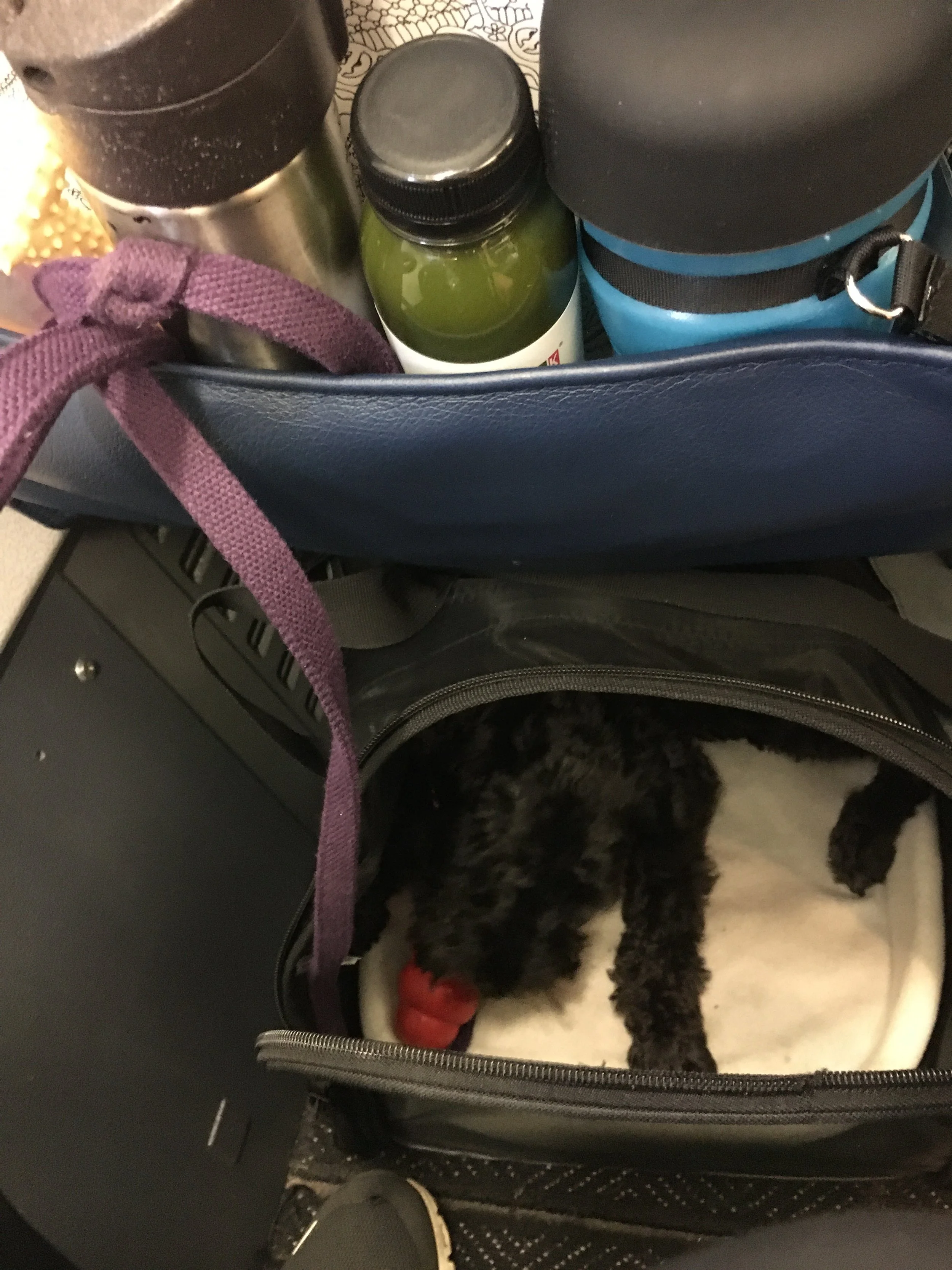 Black mini-schnauzer working on kong in a carrier underneath an airplane seat