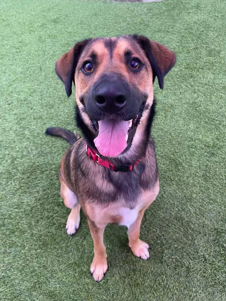 Maya, a German Shepherd/Plott Hound mix dog, sitting and smiling at the camera with her tongue hanging out.