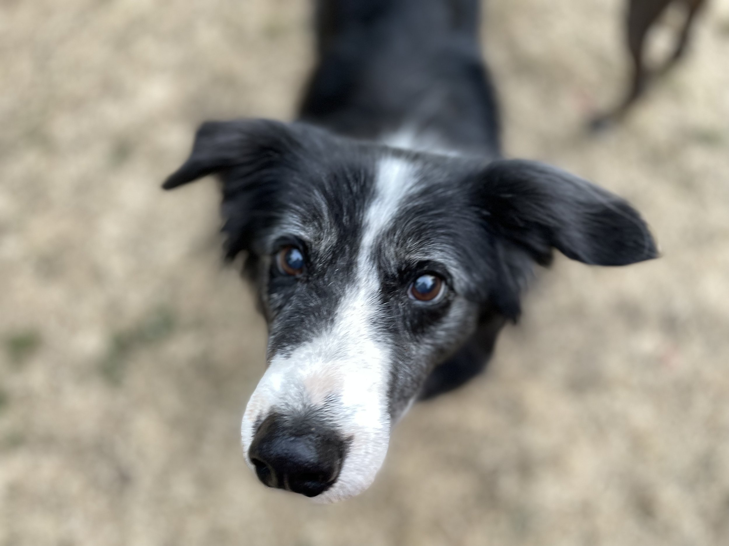 Close-up of a black and white dog looking up outdoors.