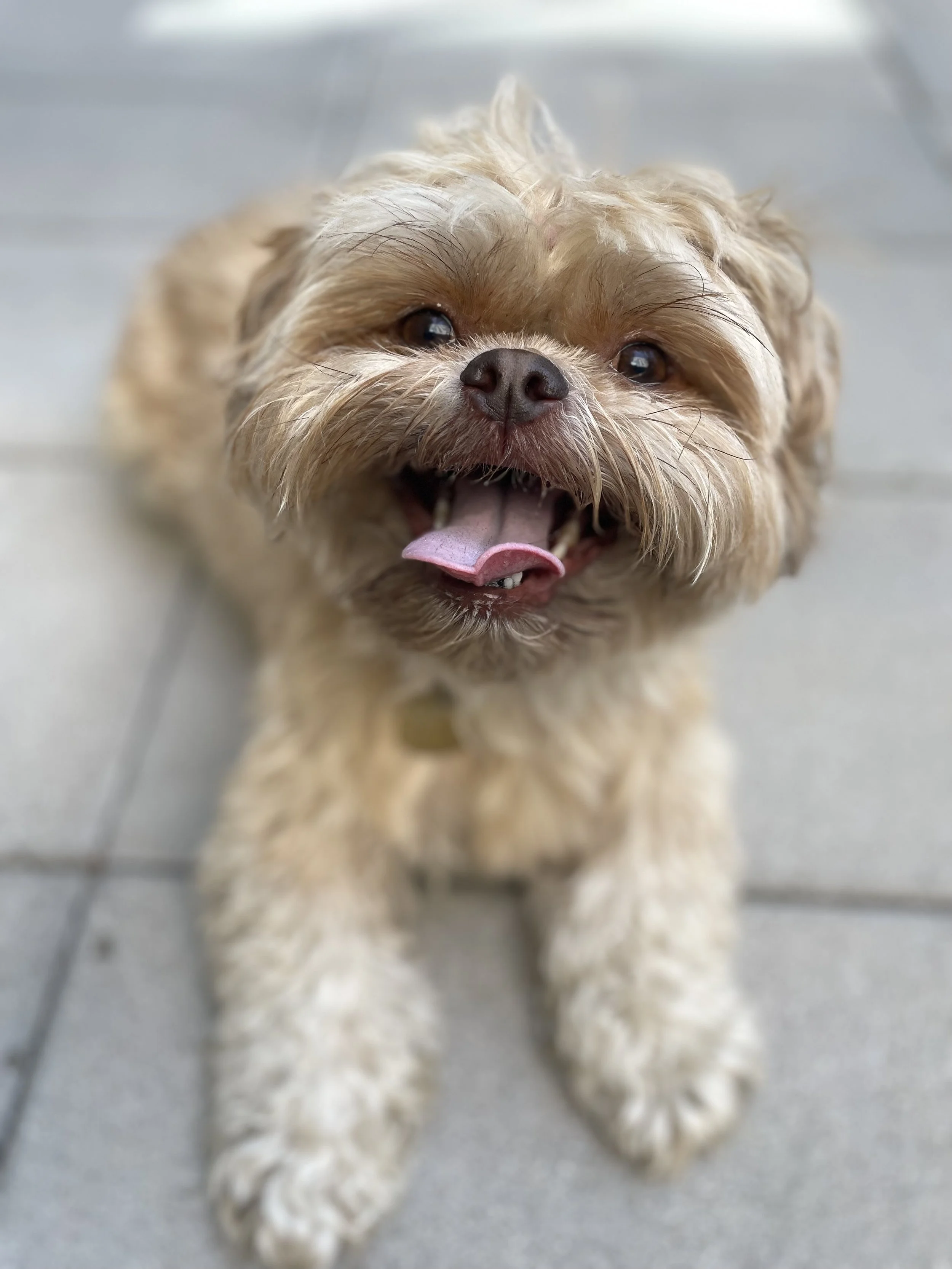 Blonde Shih Tzu, in a down position facing and smiling at the camera