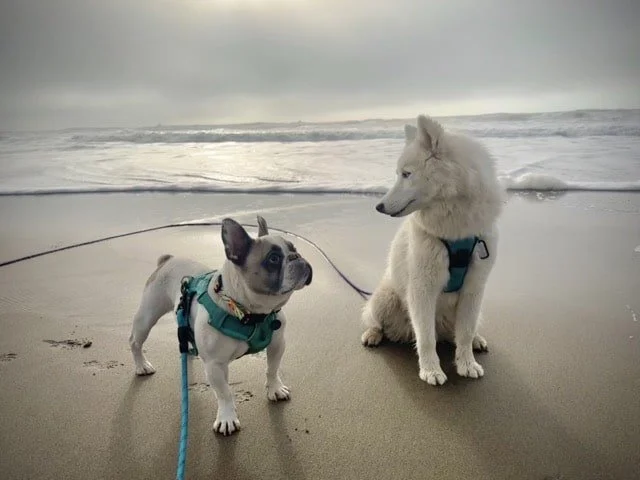 French bull dog standing and looking towards a white husky mix sitting on the beach.