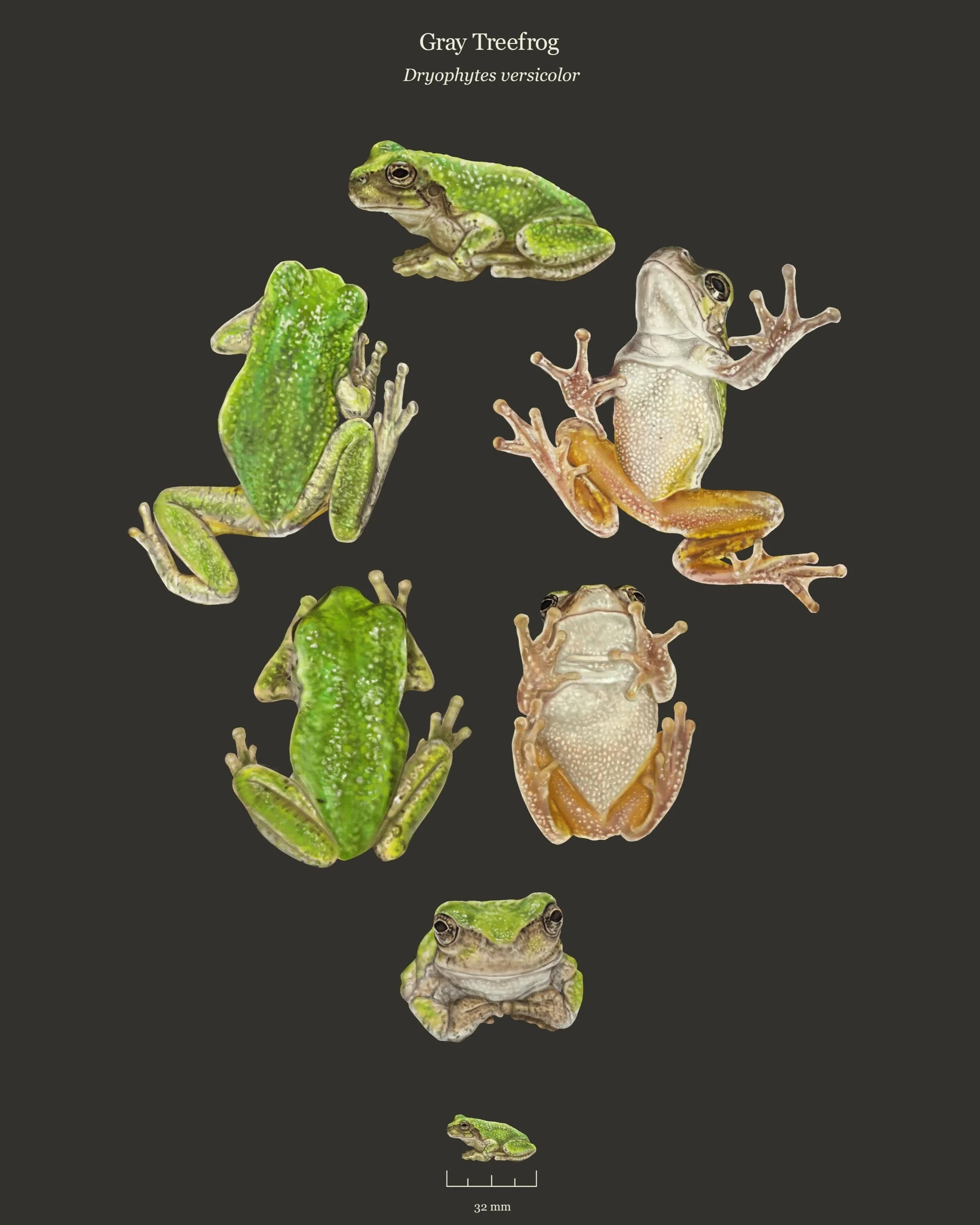 Frogs