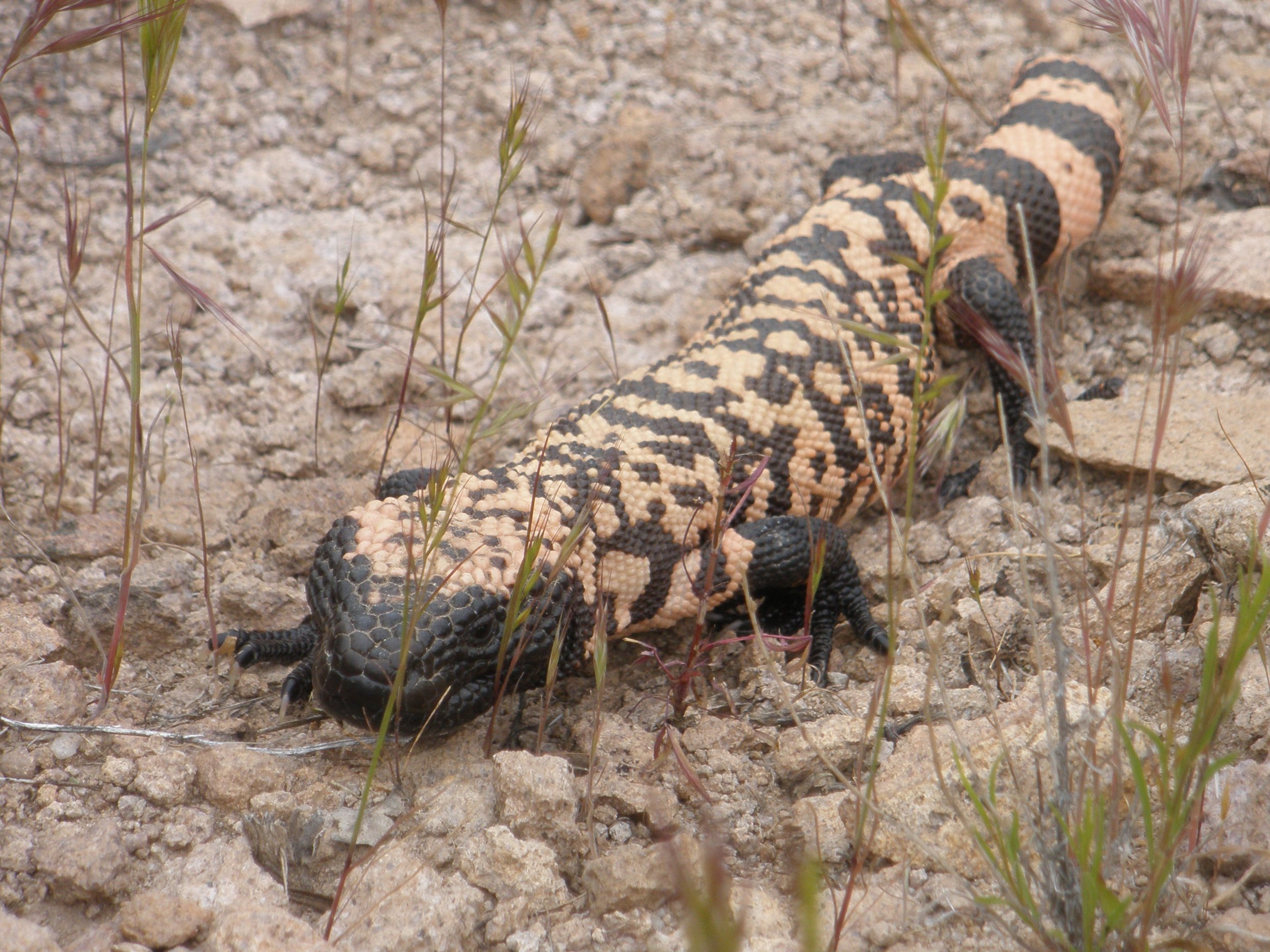 Gila Monster in Arizona