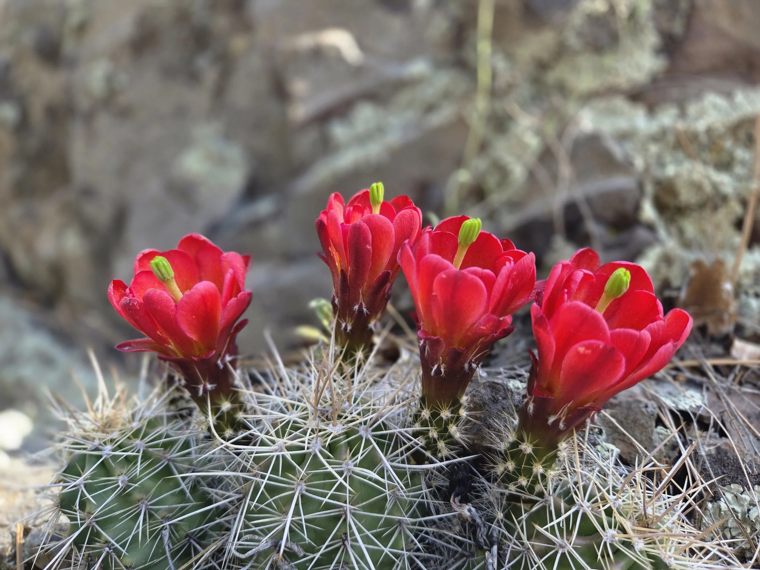 brilliant red claret cactus in Arizona
