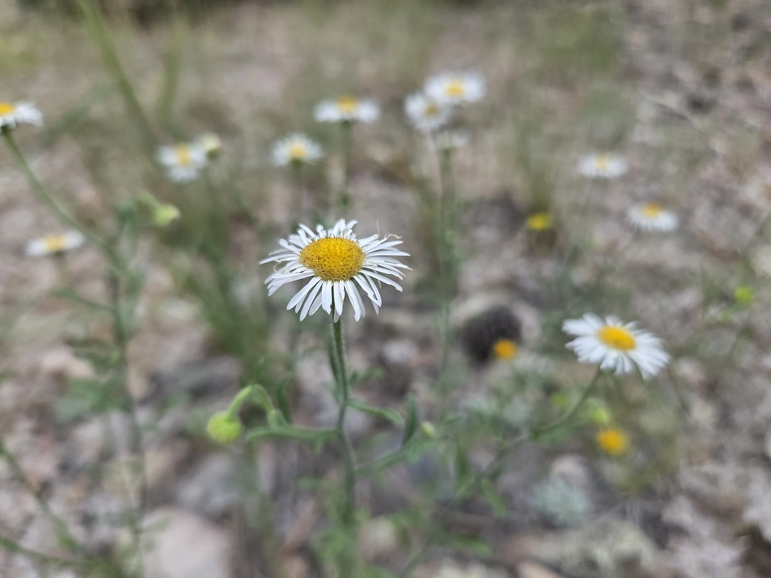 fleabane on the AZT