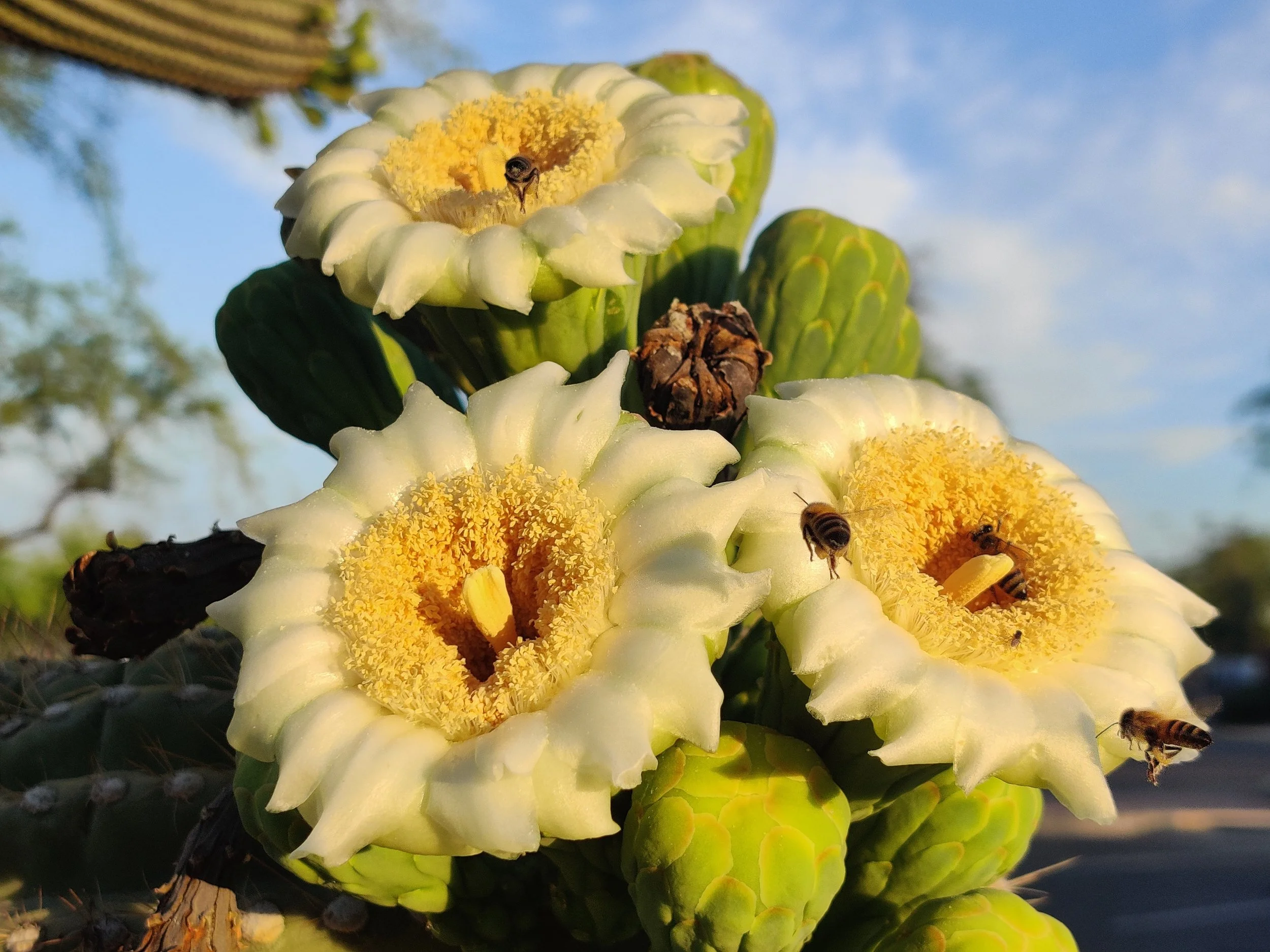 Saguaro Cactus blooms