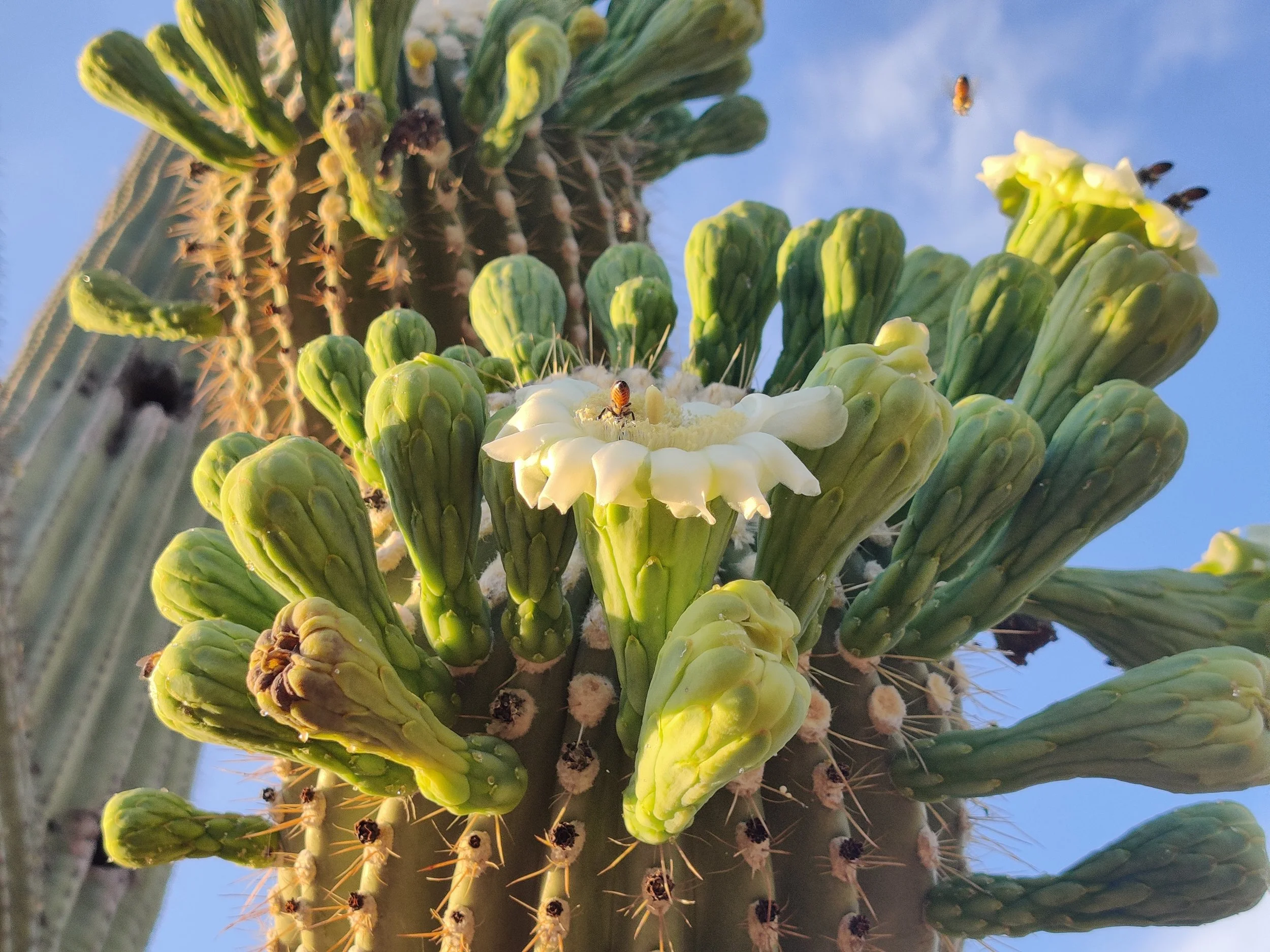 Saguaro Cactus Blooms