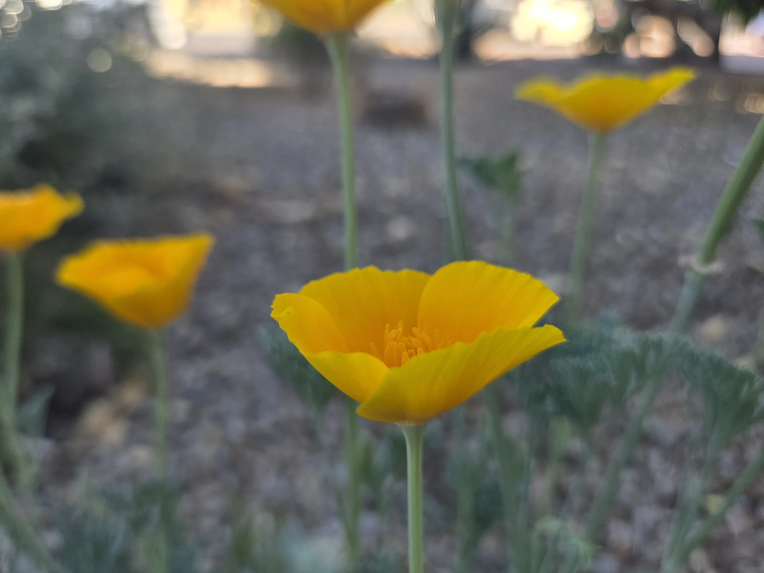 orange poppies in Arizona