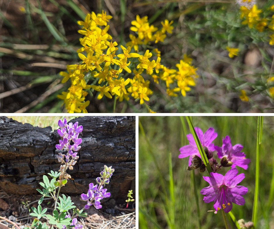 Wildflowers Section 28 AZT