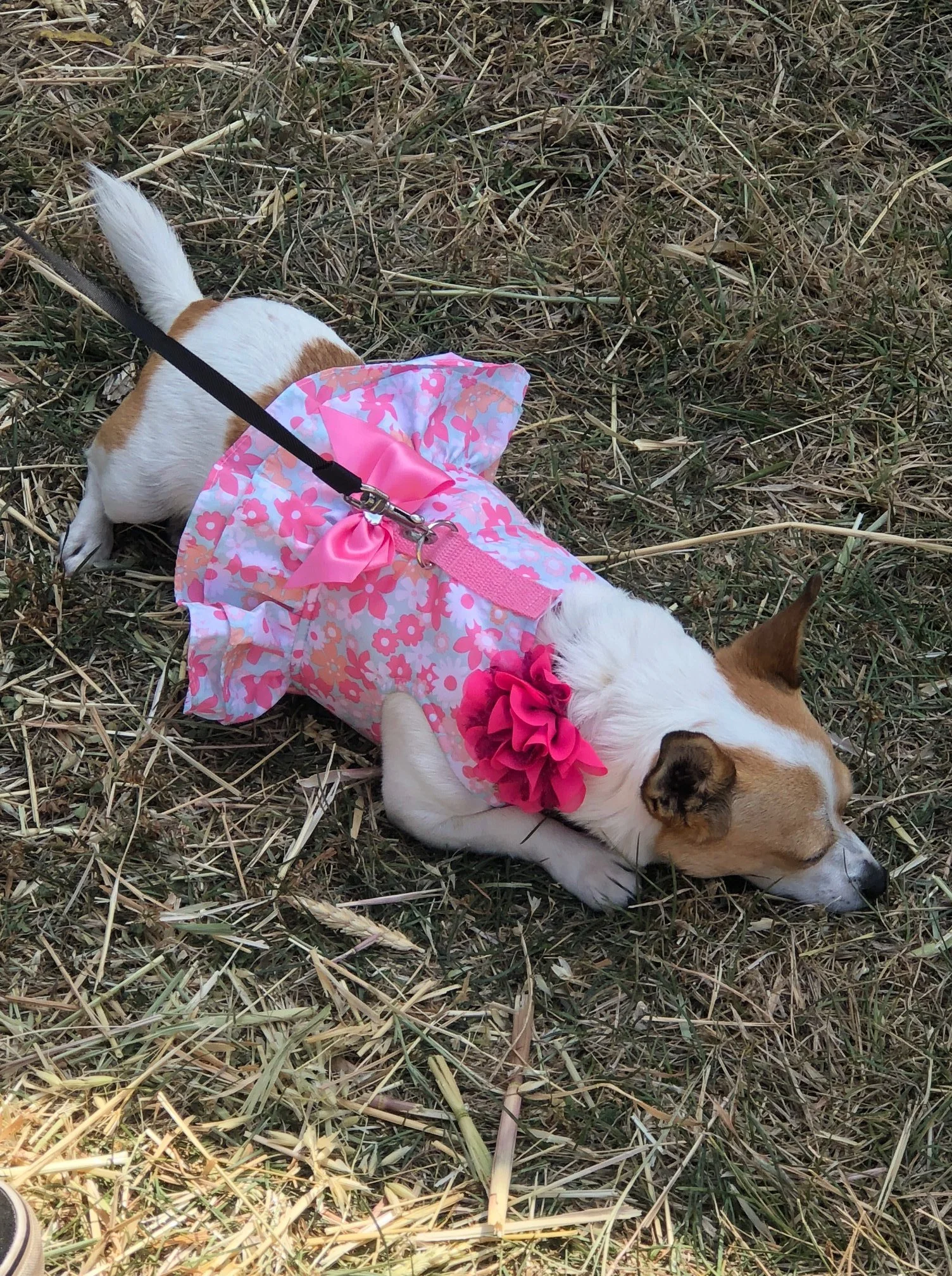 Niles Dog Show 2025 Fayre Jenilee