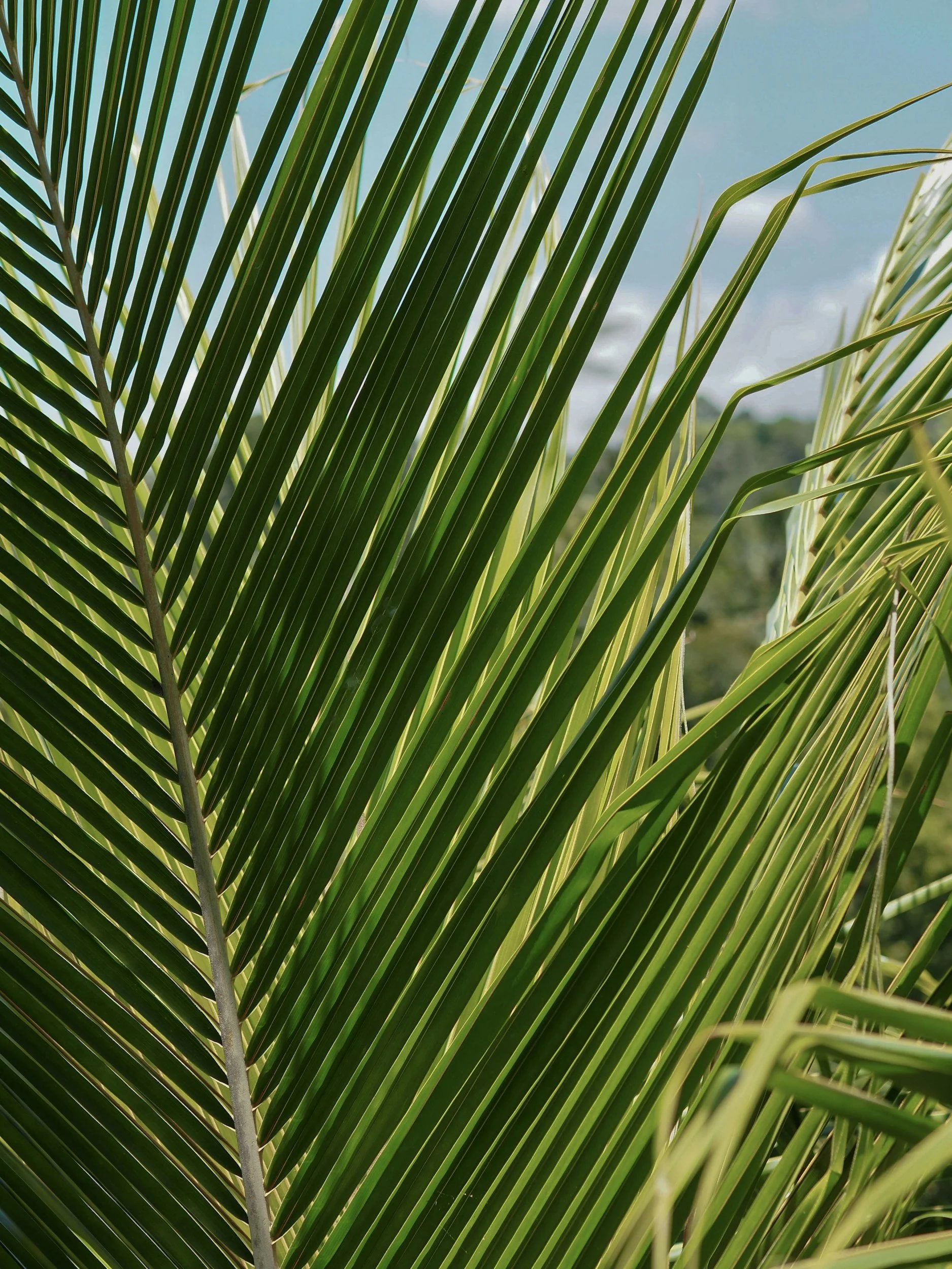 Why Omu (Young Palm Frond) Is Actively Used for Masquerades