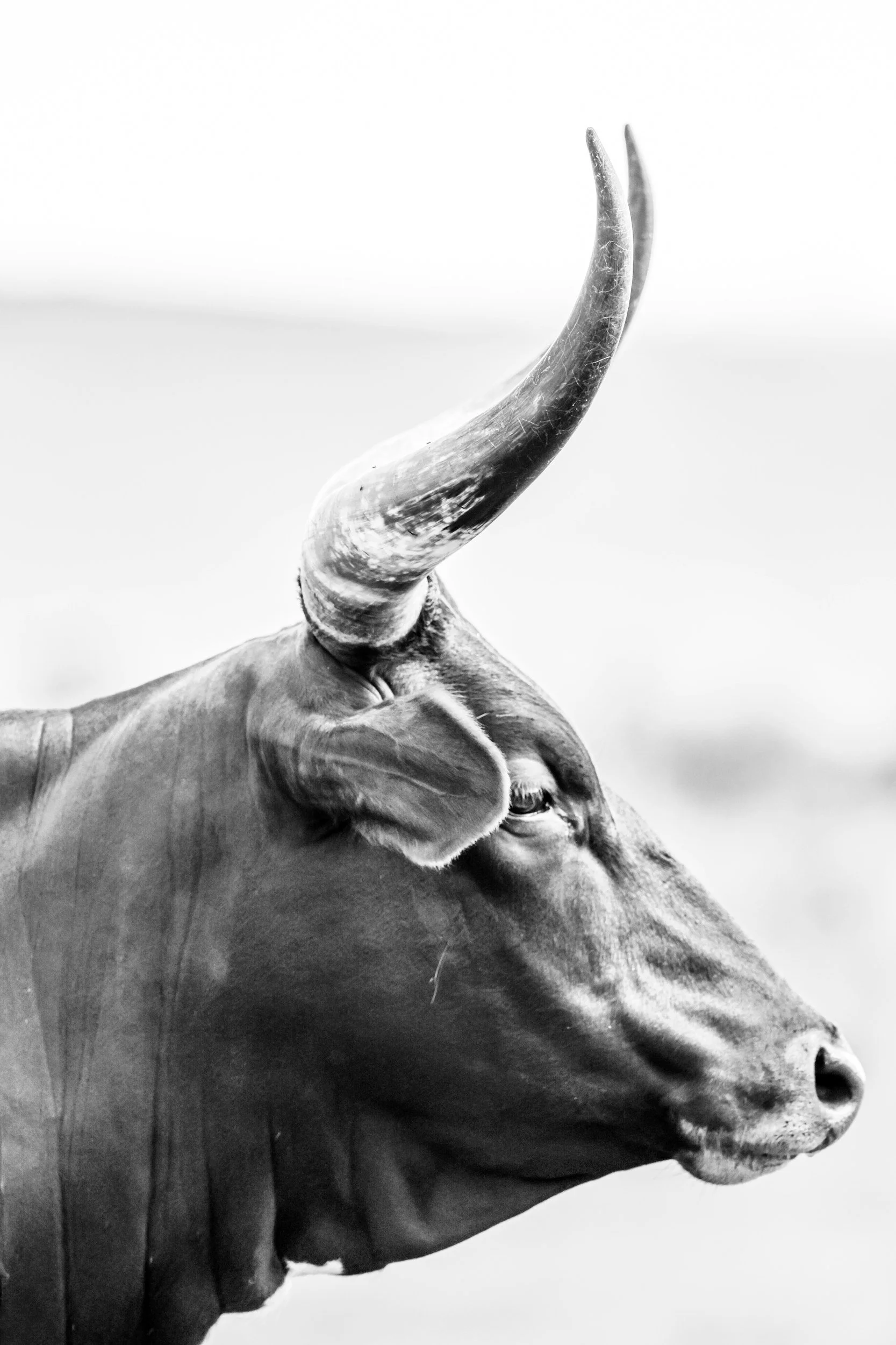 The 9 Laws of Ikenga