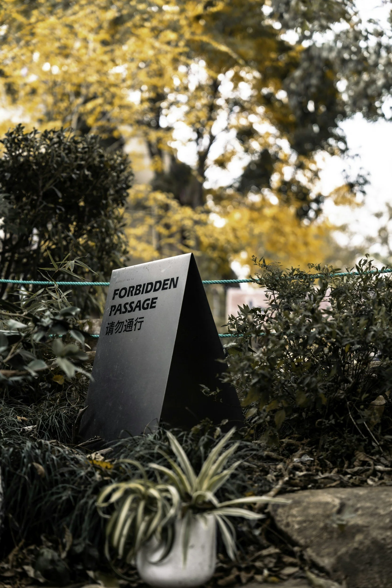 How to Know When Kola Is Ripe — And Why It Is Taboo to Pluck It Early