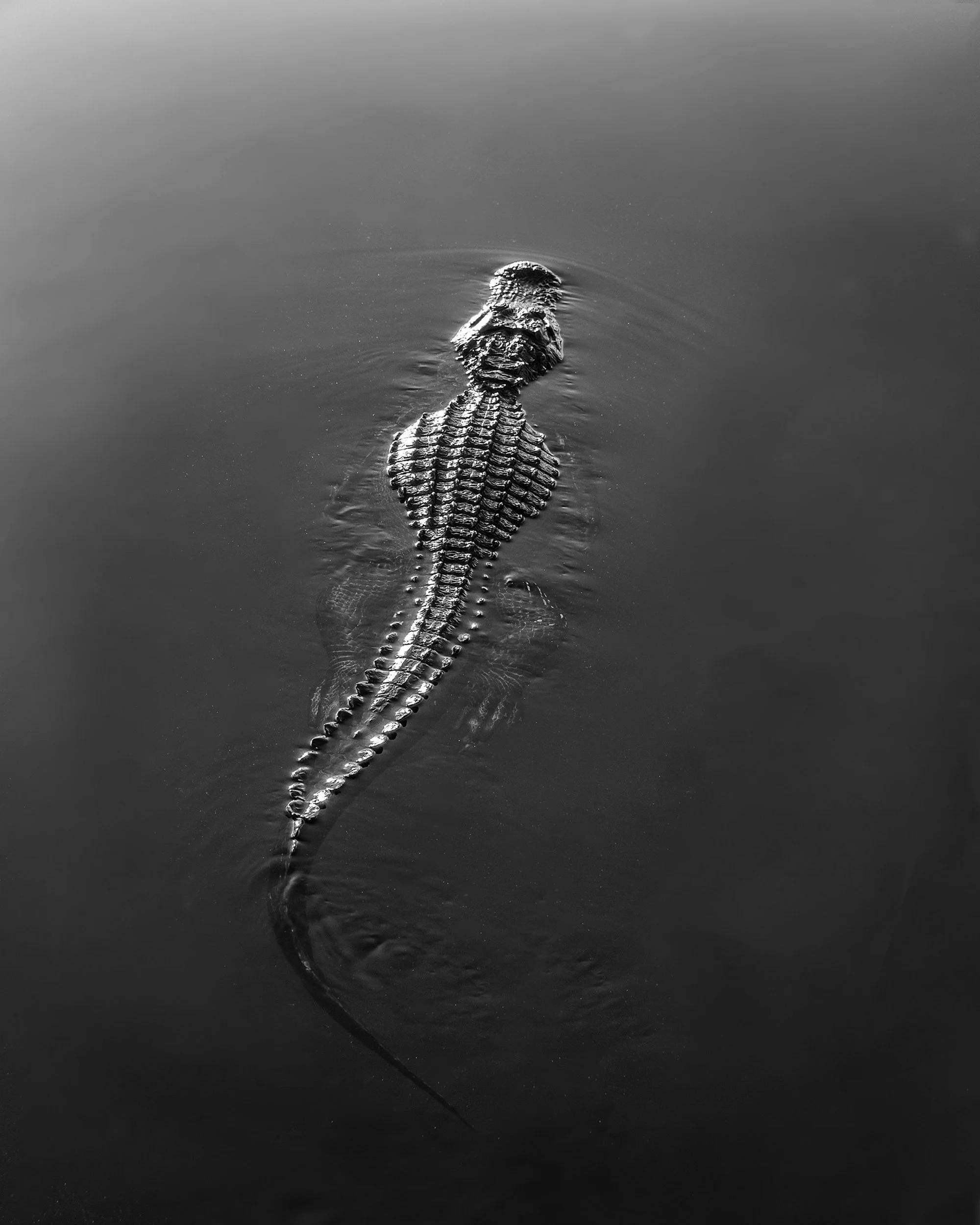 What Does the Presence of Crocodiles in Dreams Mean in Igbo Worldview?