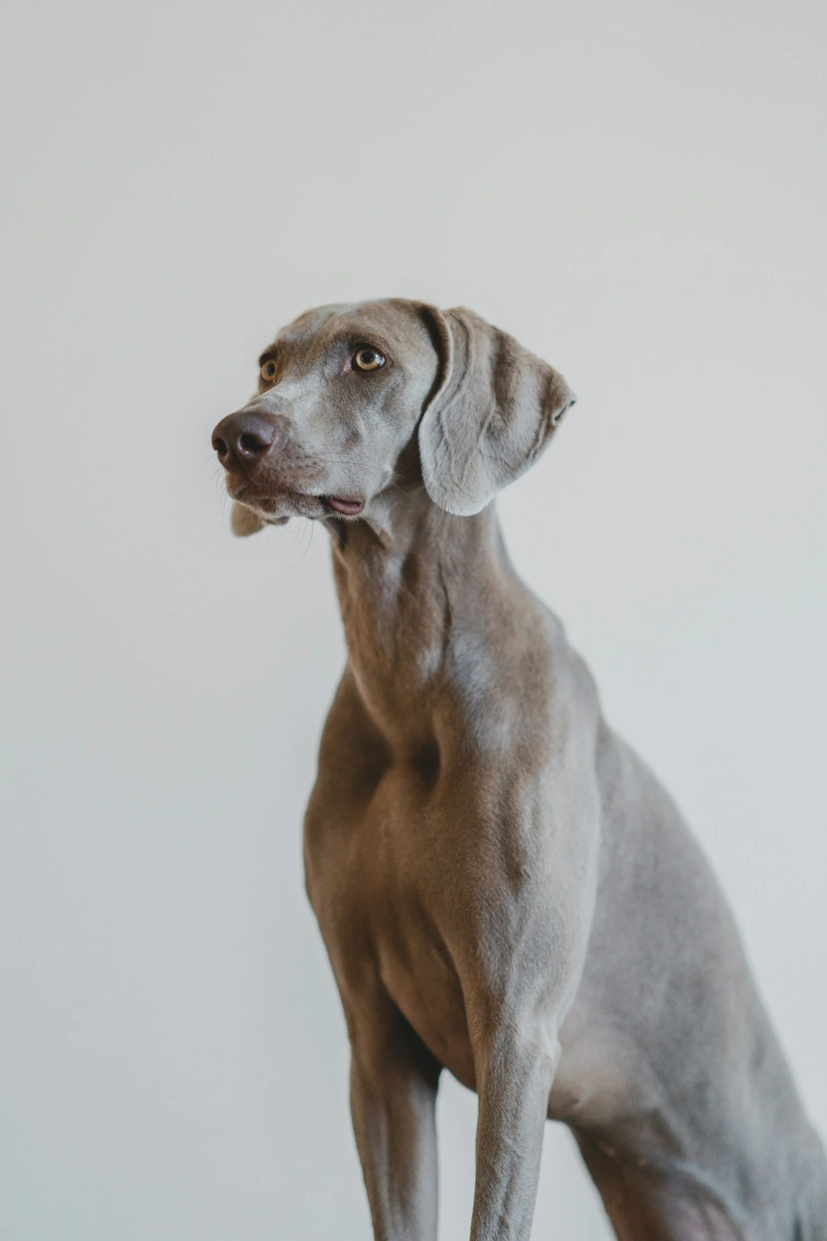 What Does the Presence of Dogs in Dreams Mean in Igbo Worldview?