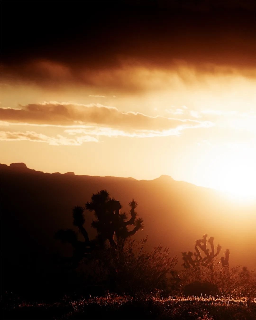 Beaver Dam Wash - Joshua Tree Sunset

#PhotographyIsArt #landscapephotography #joshuatree #sunset