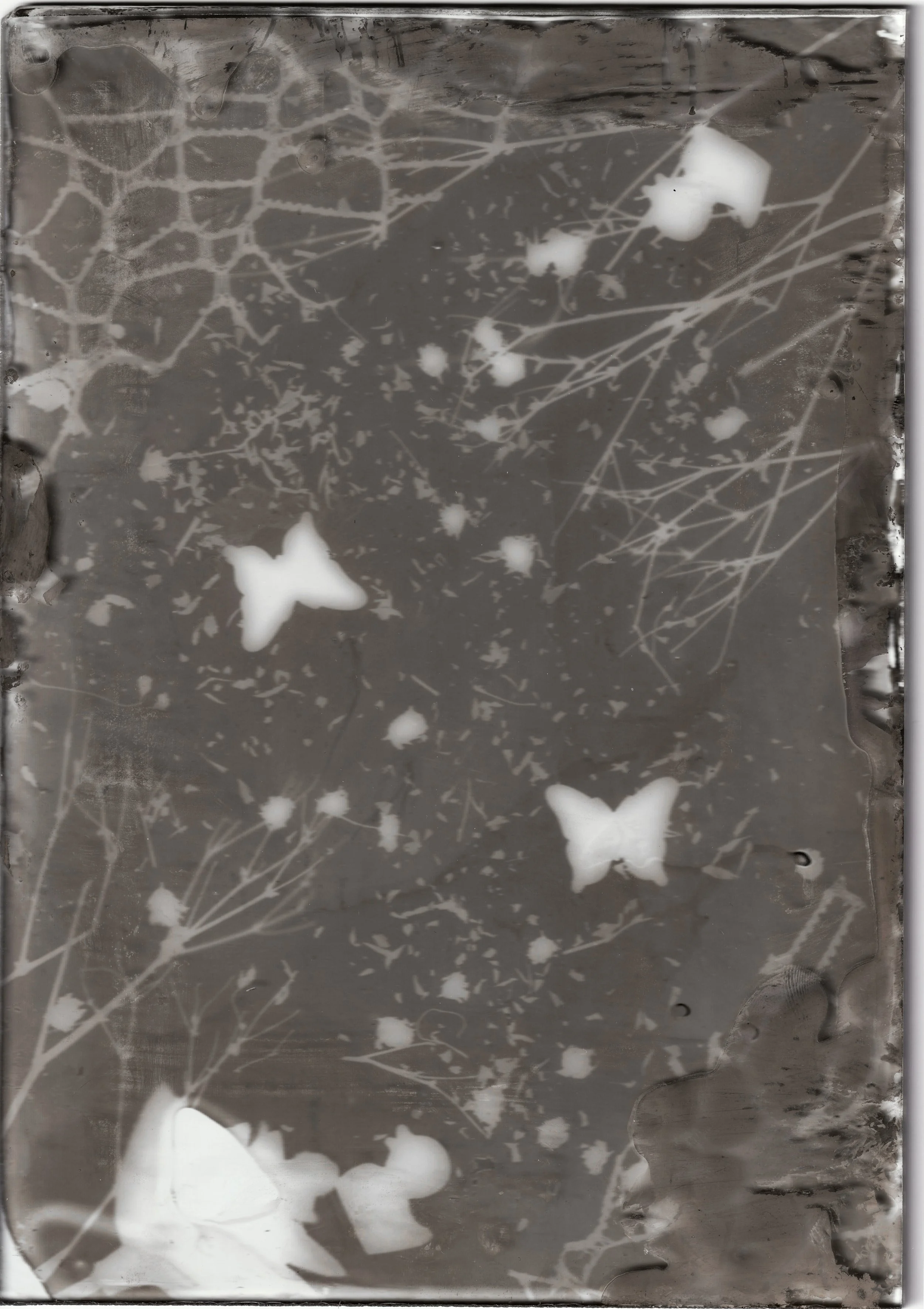 Tintype