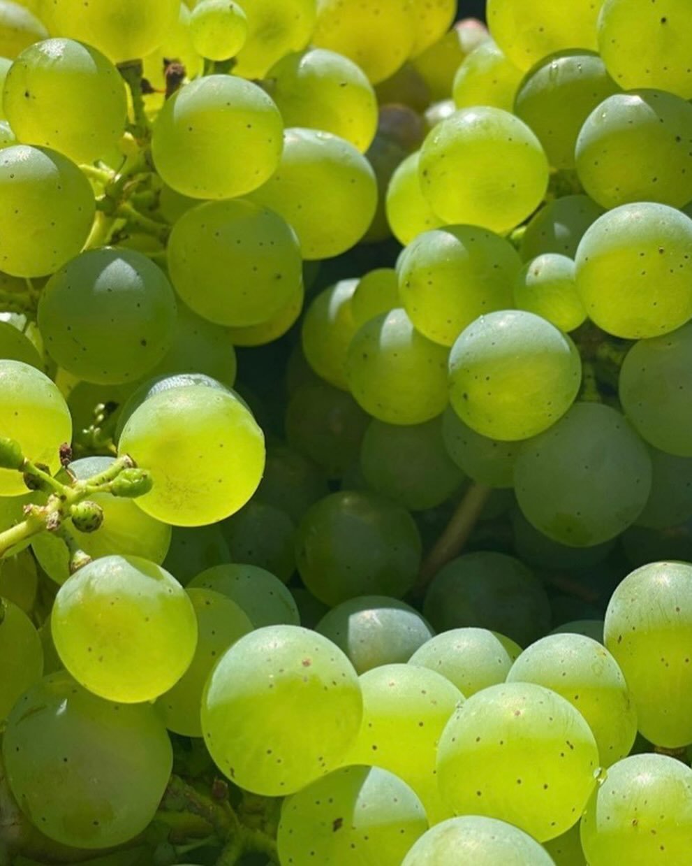 What&rsquo;s the most widely planted white wine grape in the world?

Air&eacute;n

Never heard of it? That&rsquo;s because it&rsquo;s native to Spain, and is mostly grown there, in Castilla-La Mancha.

Air&eacute;n is most often used in brandy and so